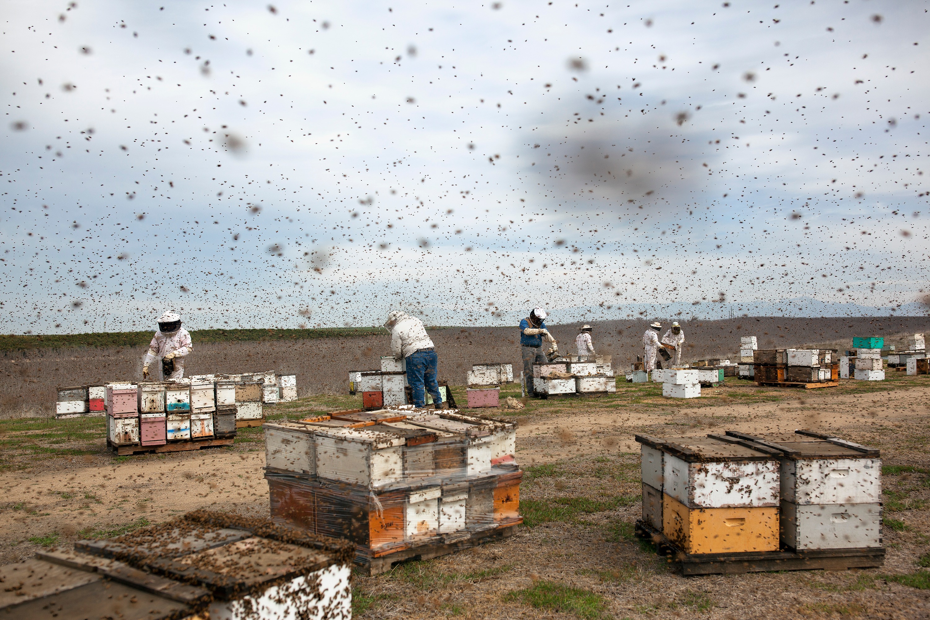 A photograph of beekeepers working in a field, surrounded by boxes and swarms of bees.