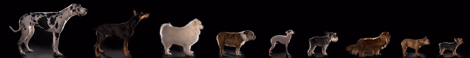 A photograph of nine dogs standing in profile against a black background.