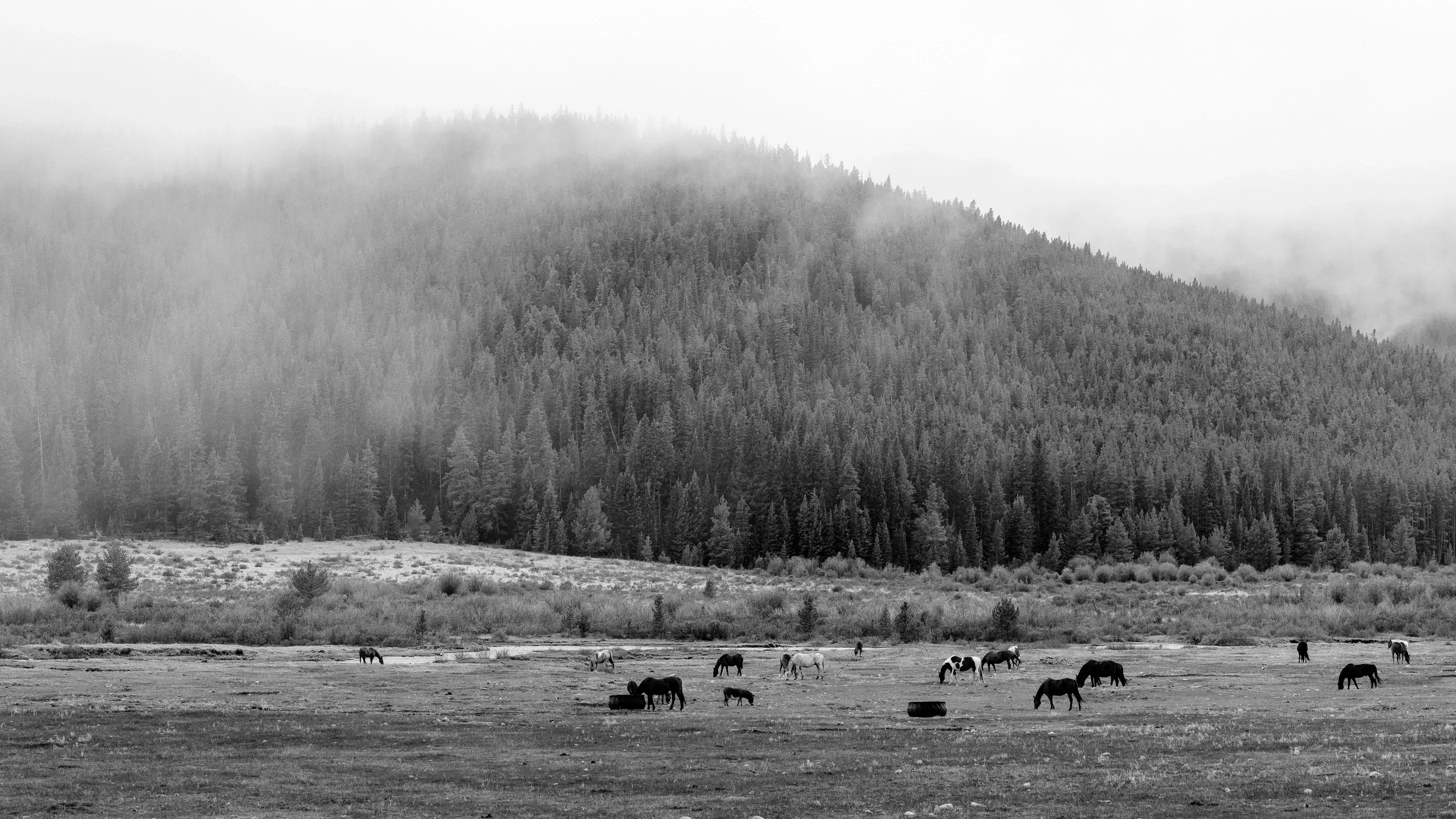 “High Pasture” pasture with herd of horses. Mountains with trees in the background with the fog setting in.