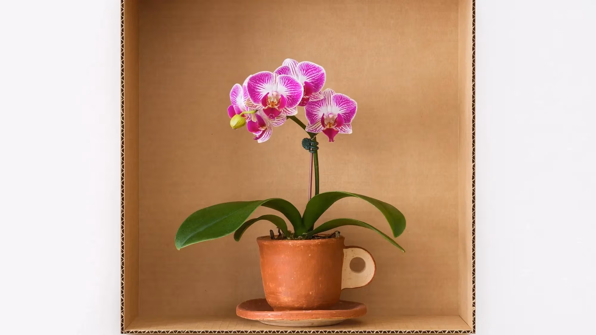 Photograph of a striped pink moth orchid inside a corrugated box