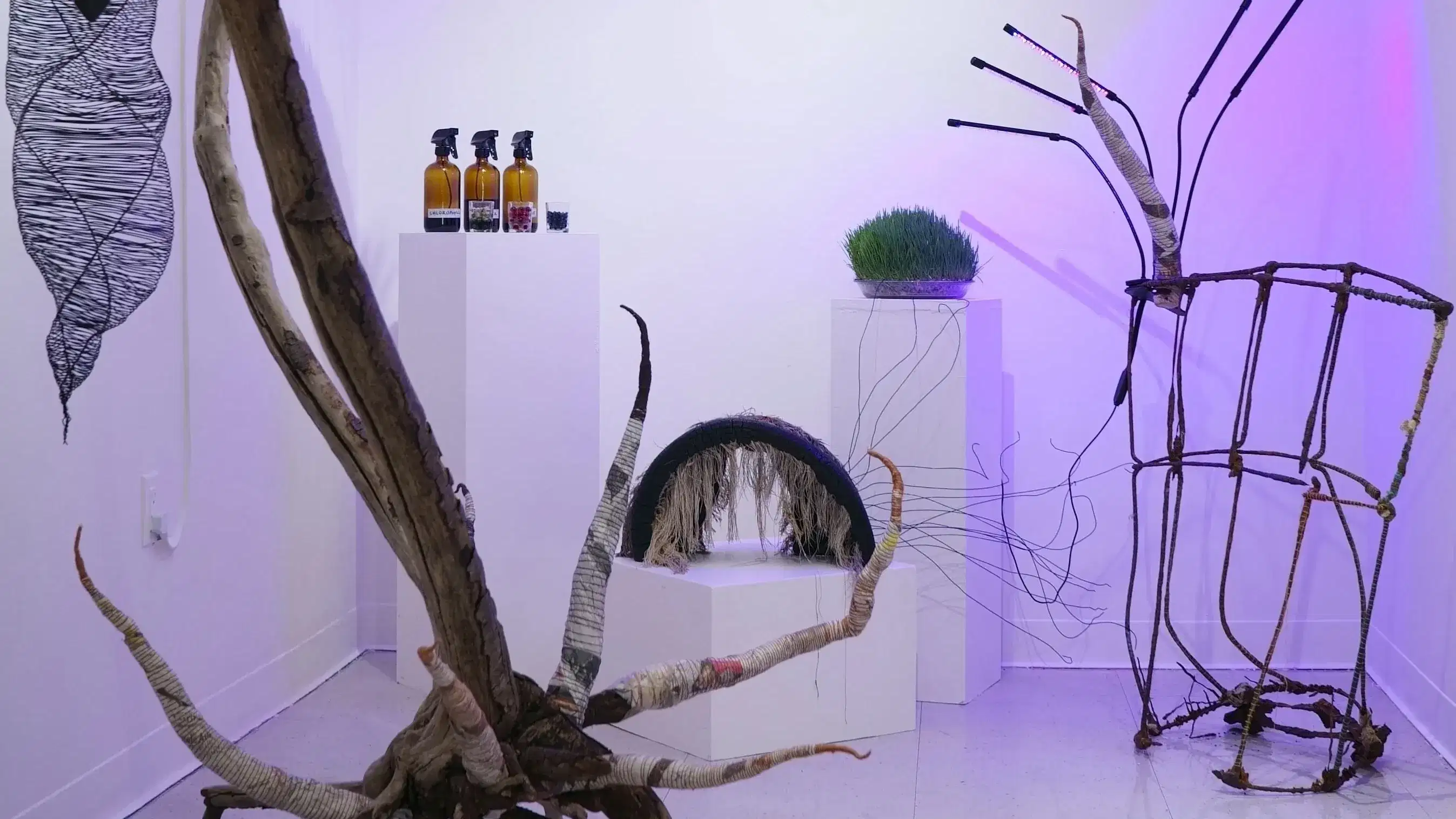 An artist's studio filled with sculpture made from natural materials. The white walls are cast with a violet light.