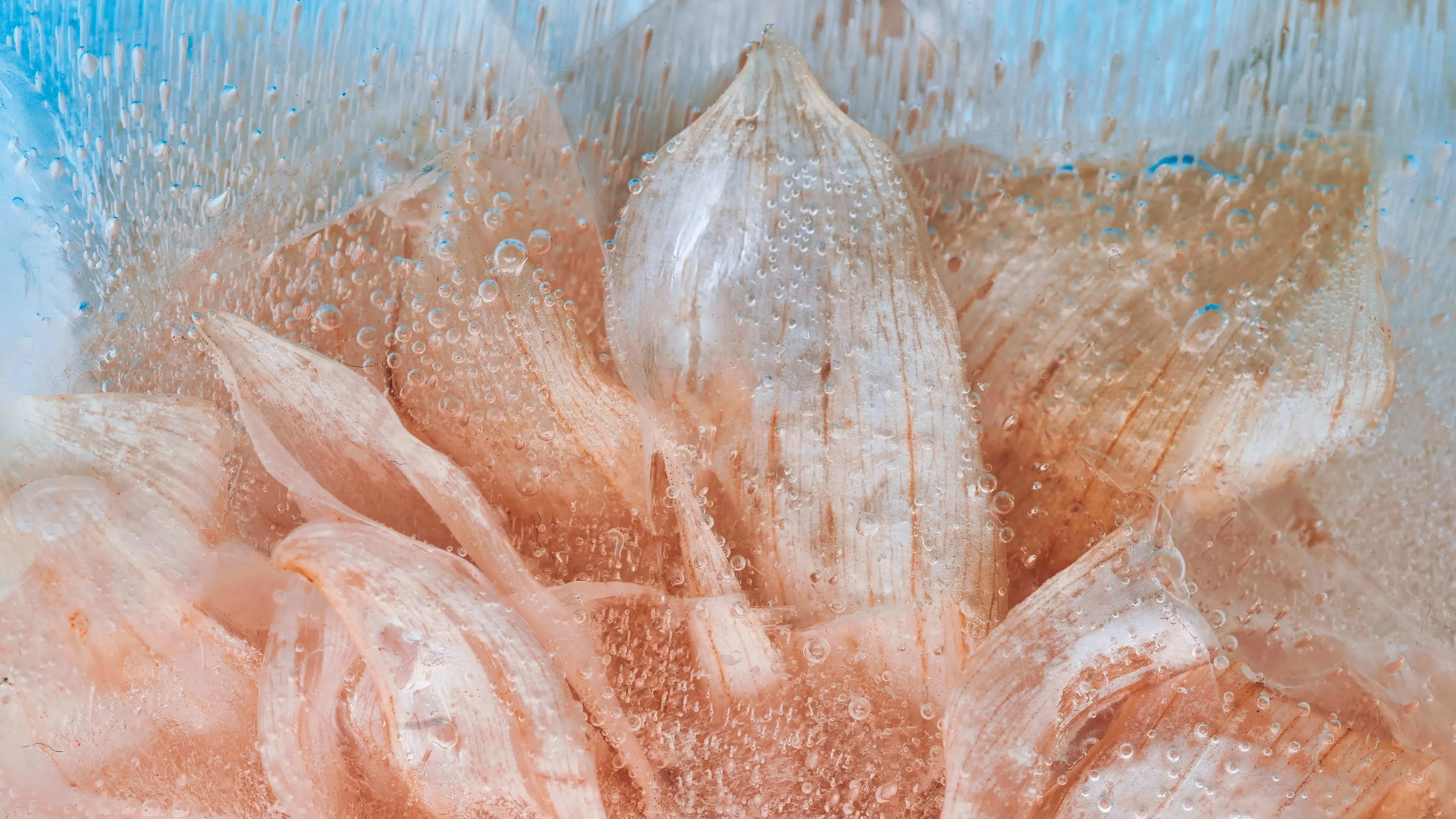 Image of a close up abstracted photo of a light orange flower submerged in ice.