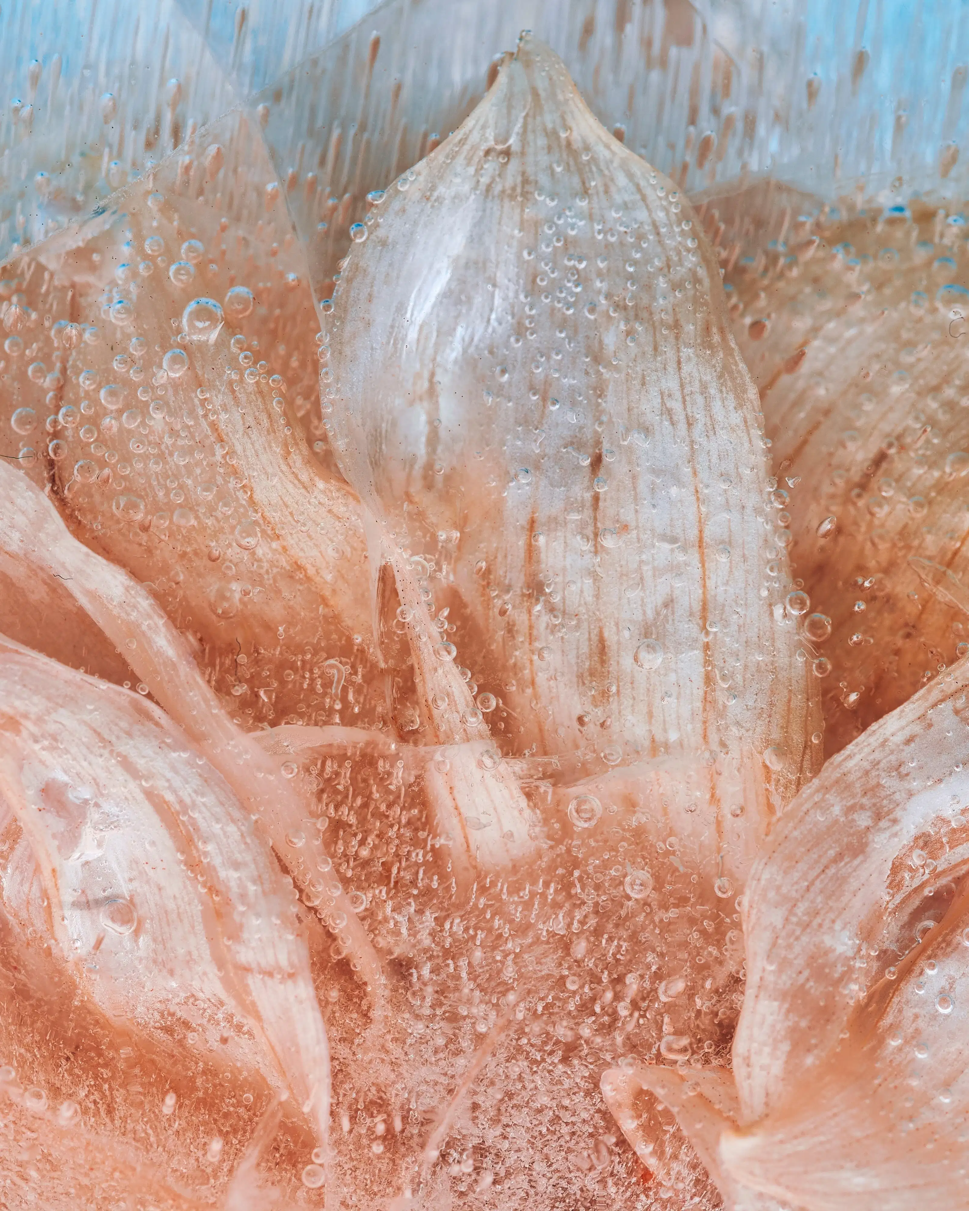 Image of a close up abstracted photo of a light orange flower submerged in ice.