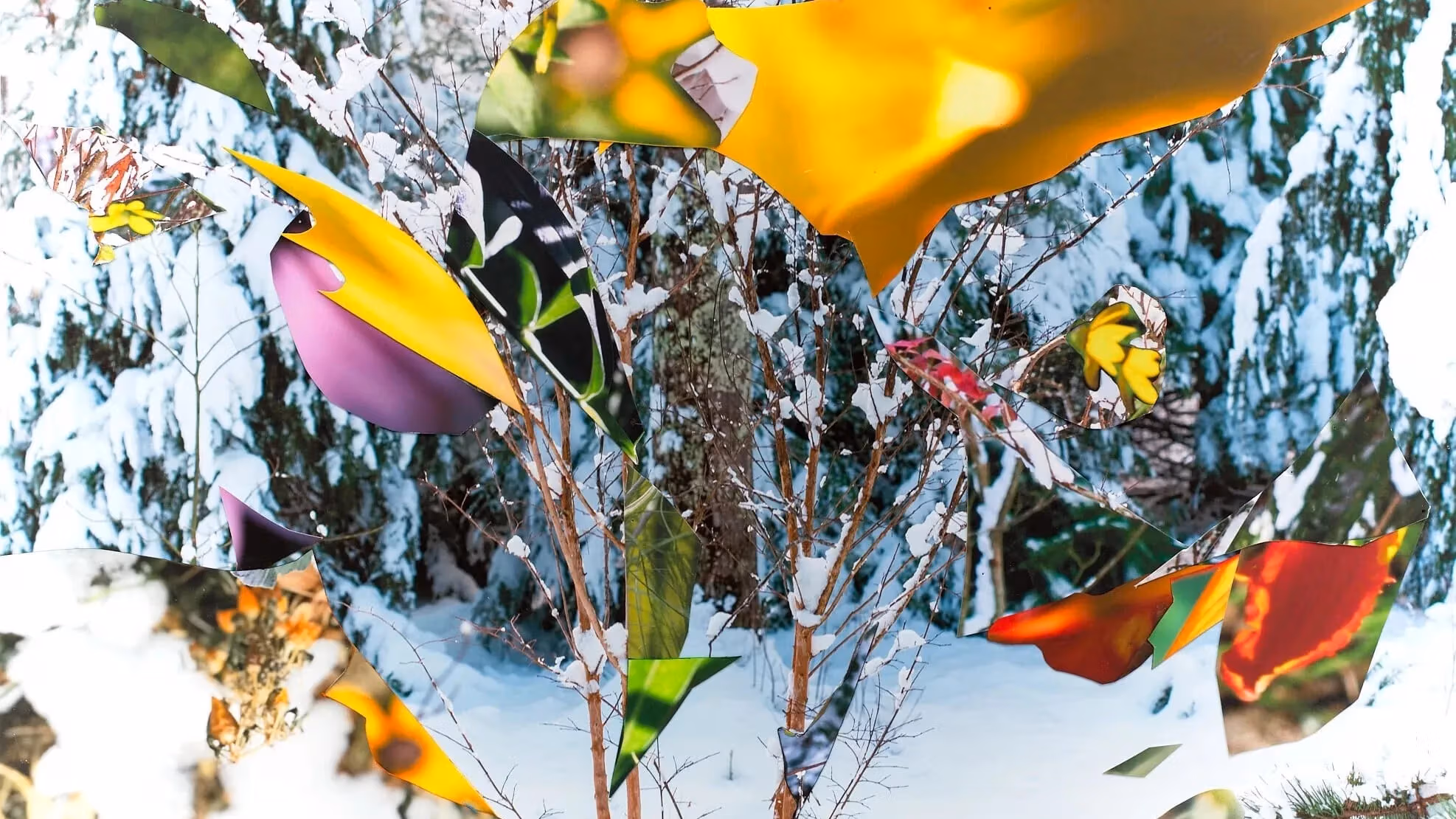 Superimposed photographic images of a landscape over several seasons.