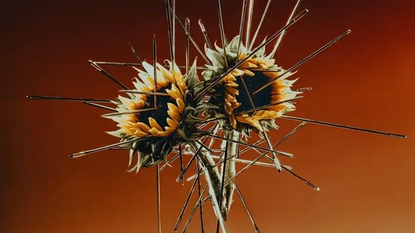A color photograph of Two sunflowers hover mid-air, their centers skewered by dozens of sewing needles that radiate outward like spokes, set before a warm brown gradient.