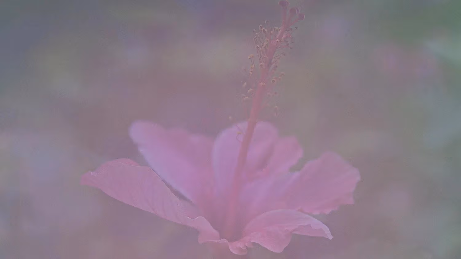 Amidst the hazy mist, a pink flower nestled within the verdant leaves.