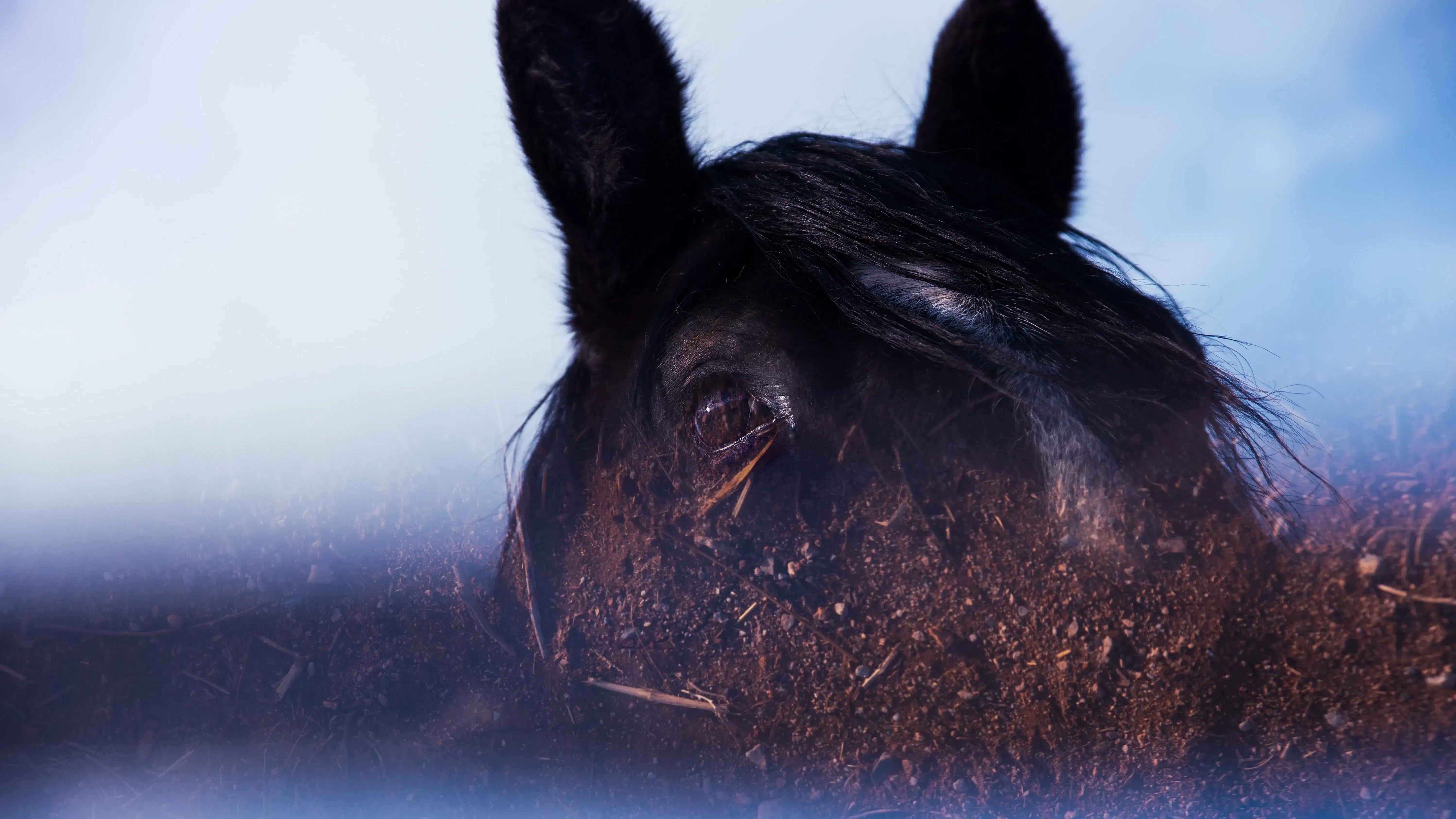 A color photograph showing the top part of a horse’s face, including the ears (slightly cropped at the top). Only one eye is seen. Face is at an angle to the camera in a three quarter profile. From the eye down the face is obscured by a reflection of the ground showing brown dirt midway across the image. The bottom of the composition is similar to the background appearing like the sky both light blue and white for clouds.