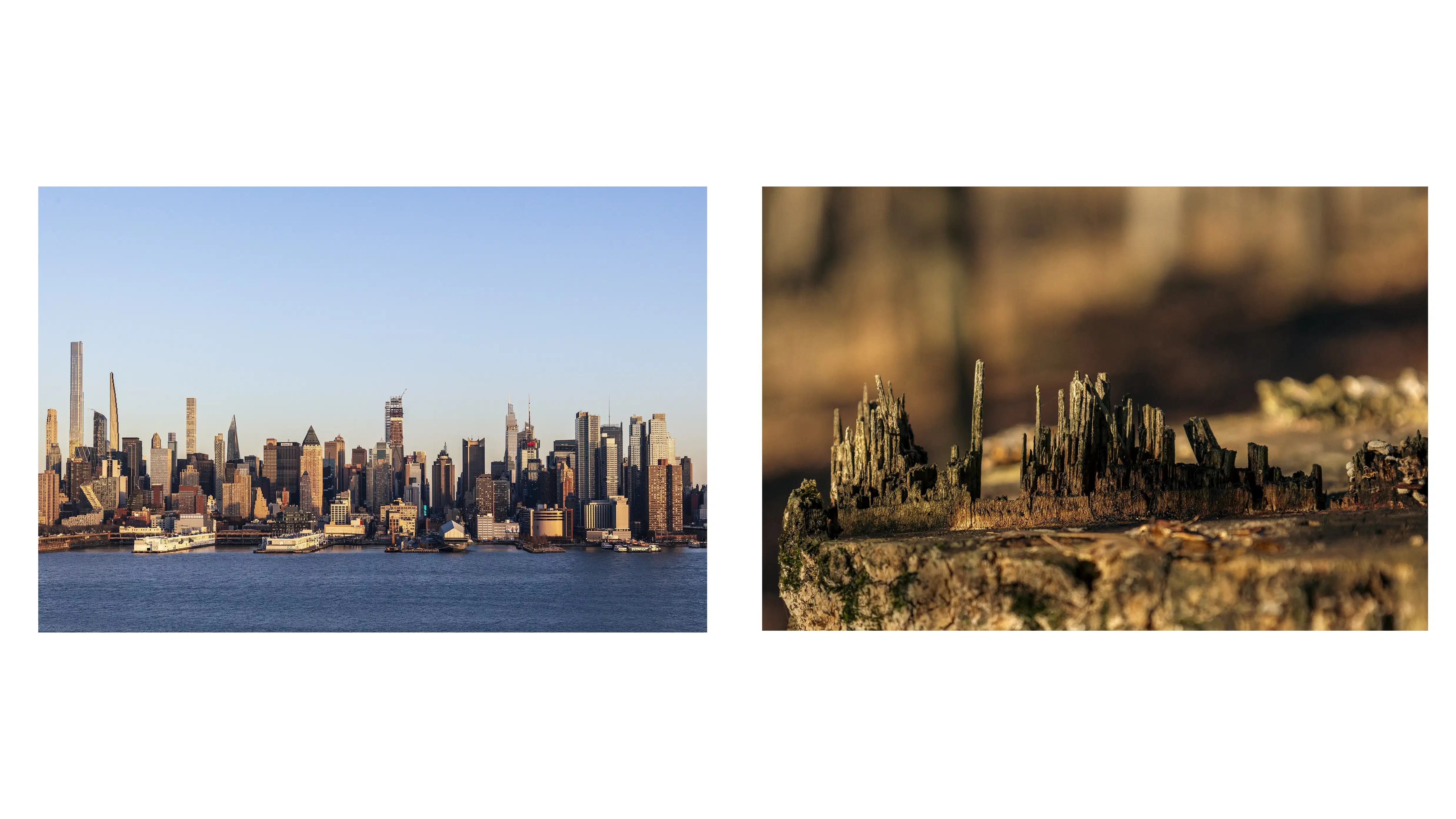 Contrasting scenes: a towering cityscape skyline and a rough-hewn tree stump. Juxtaposition: a modern city skyline next to a natural element, a tree stump