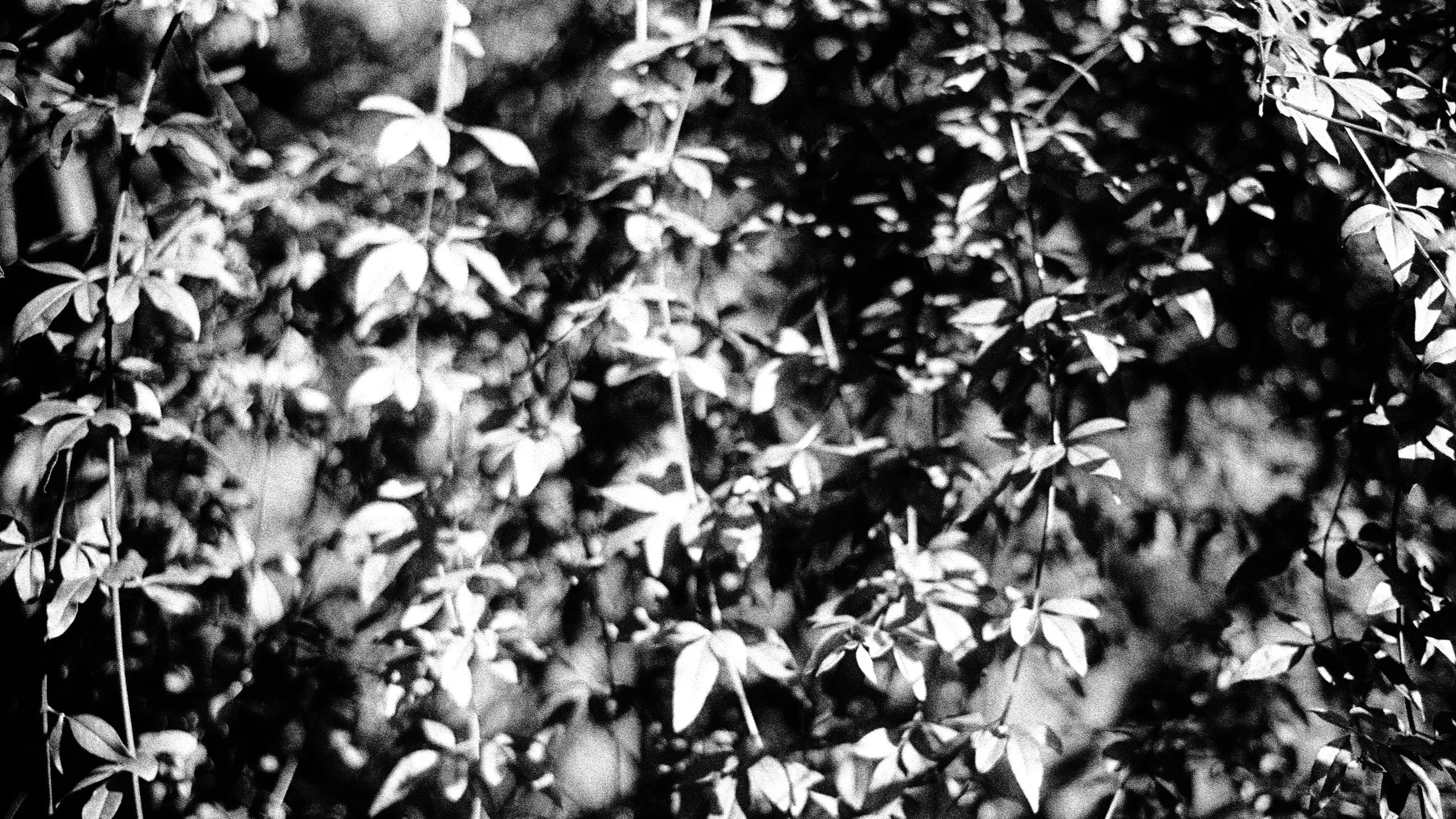 A black and white photo of foliage.