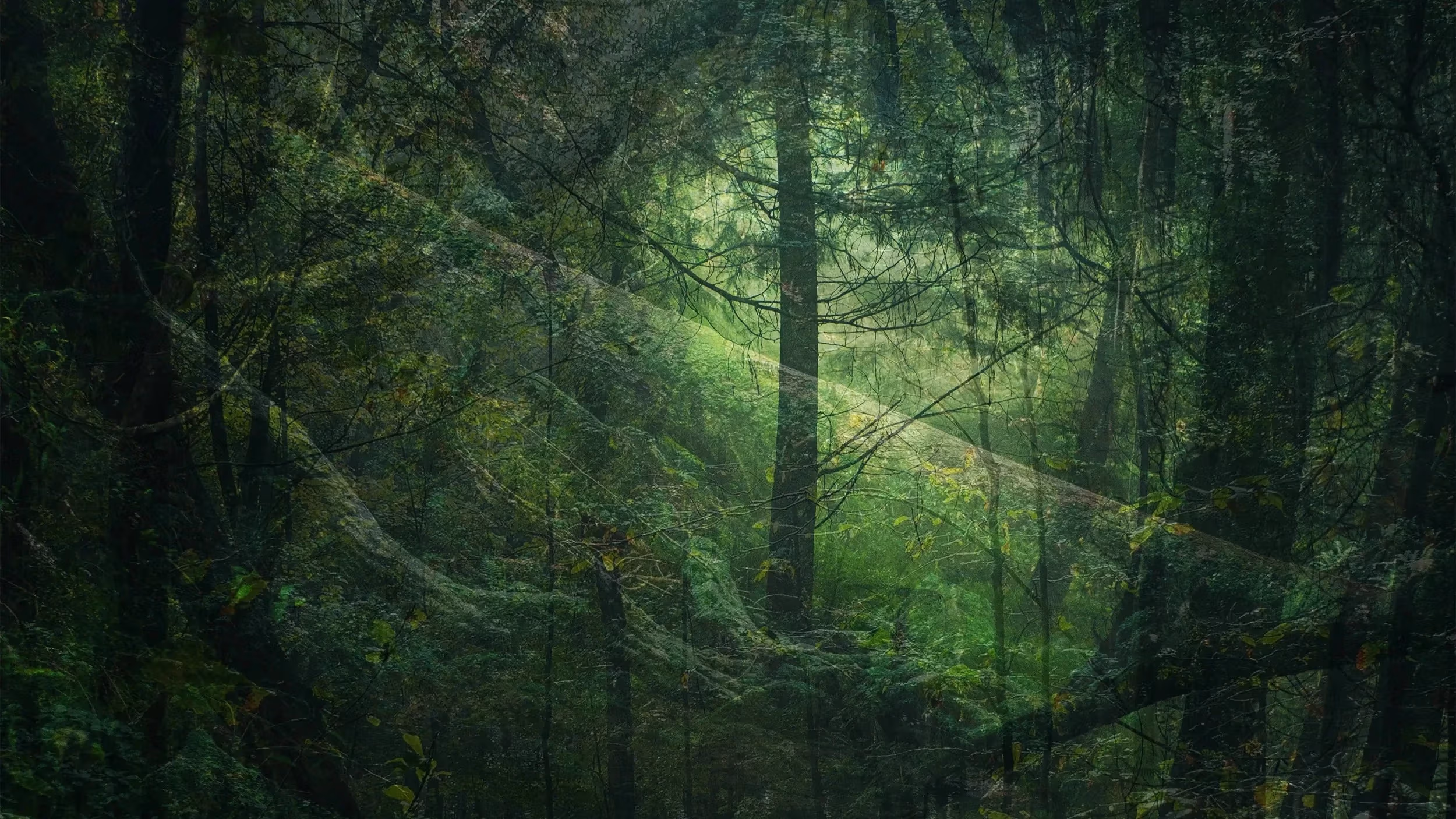 A collage work of different layers of forest.