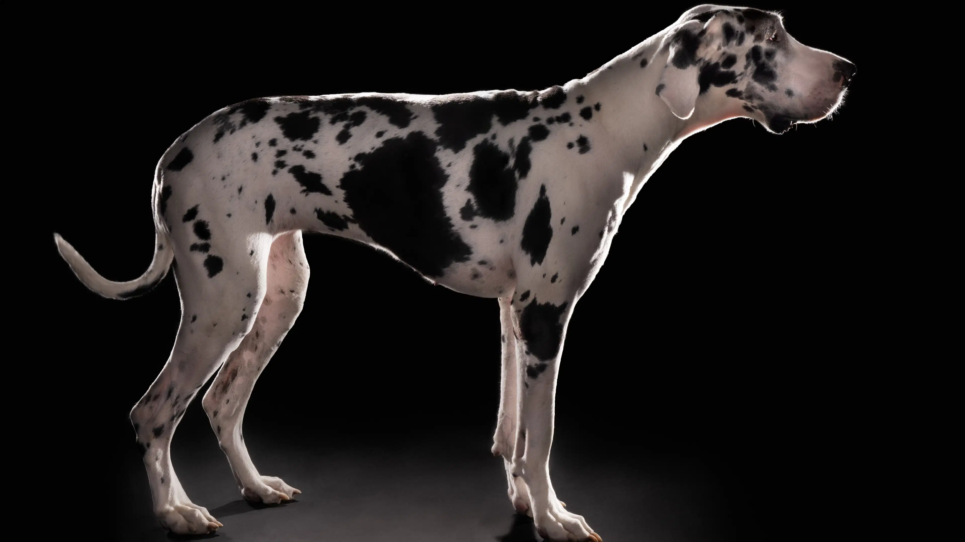 A photograph of a black and white spotted dog in profile against a black background.