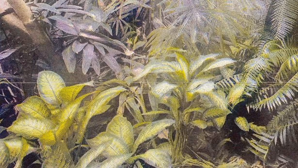 Ferns, bamboo, and other plants