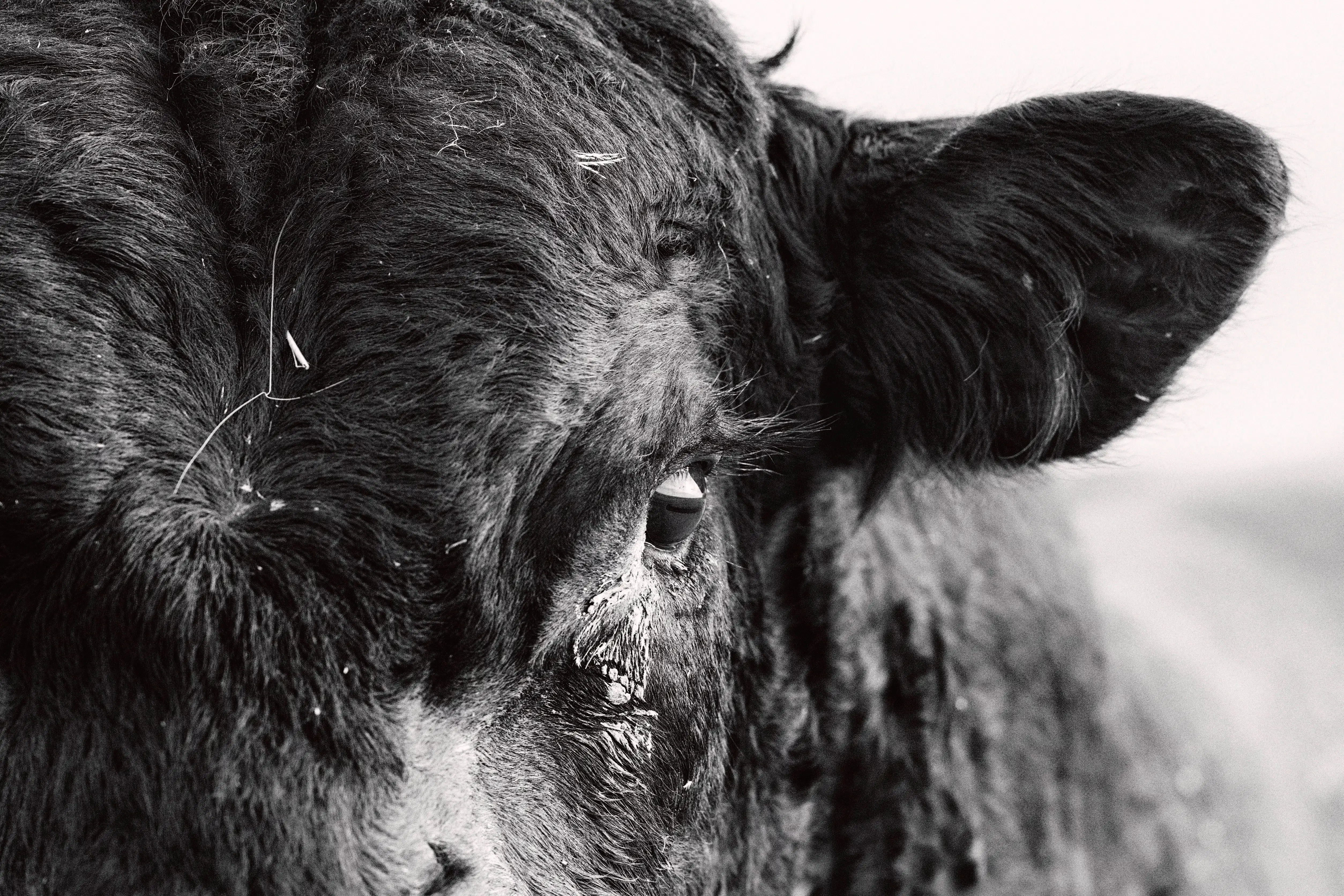 Close up image of a cow's left eye and ear