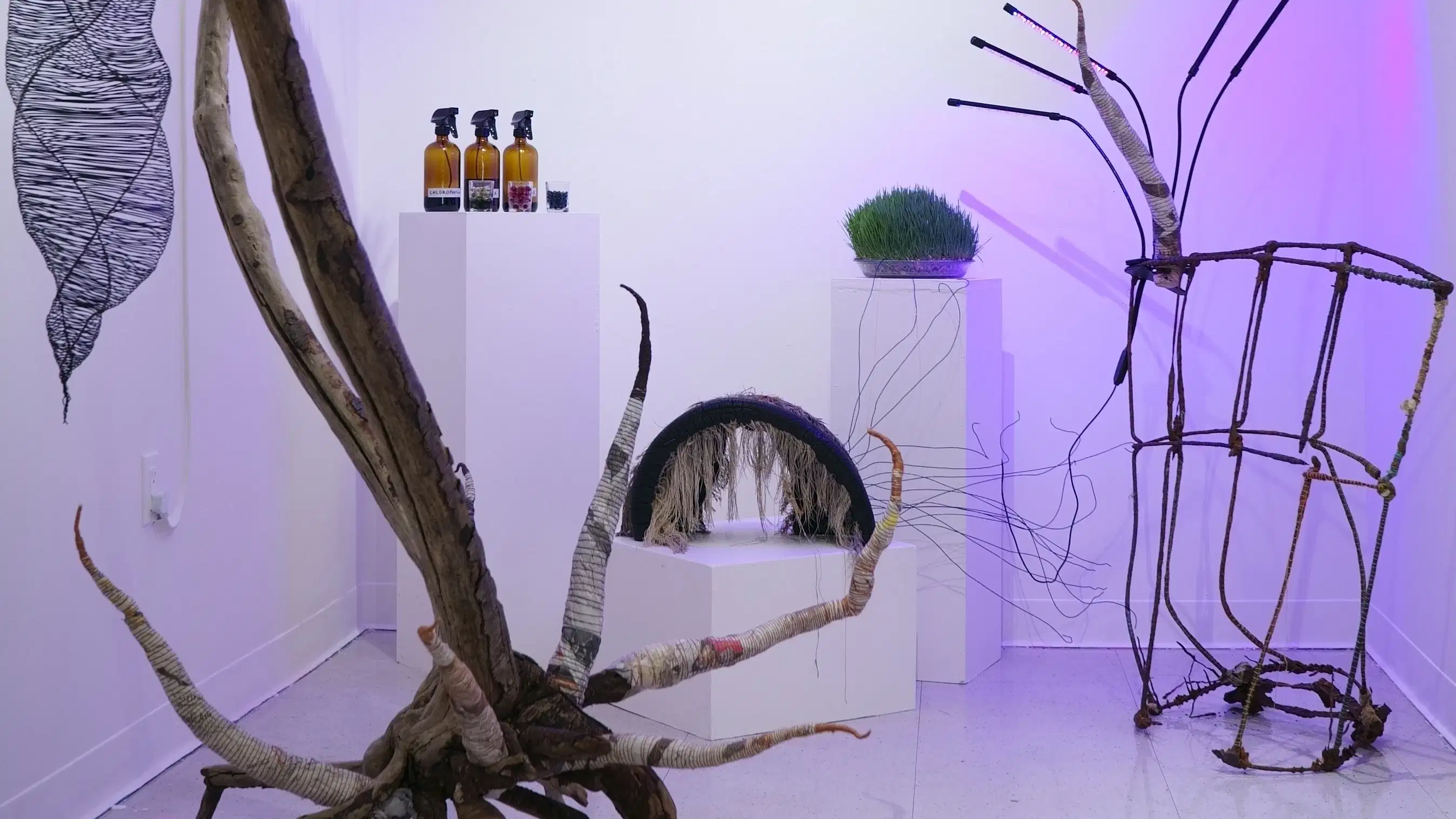 An artist's studio filled with sculpture made from natural materials. The white walls are cast with a violet light.