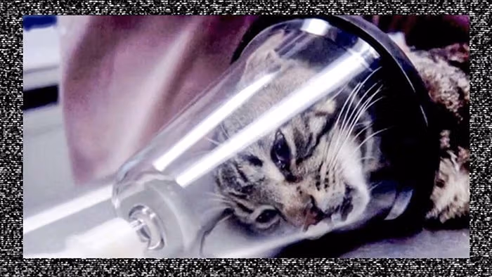 A framed picture of a cat, who's head is inside plastic cup lookin structure