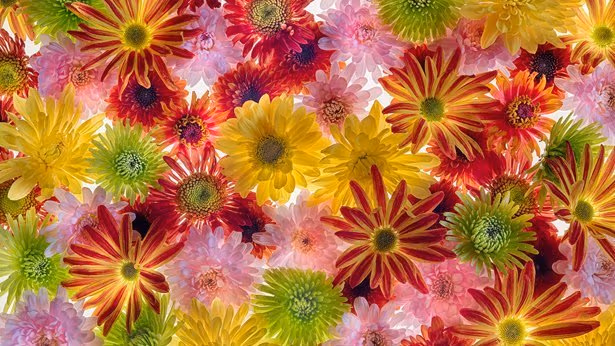 An cascade of flavorful colors, the flowers are in space for an breathing display.