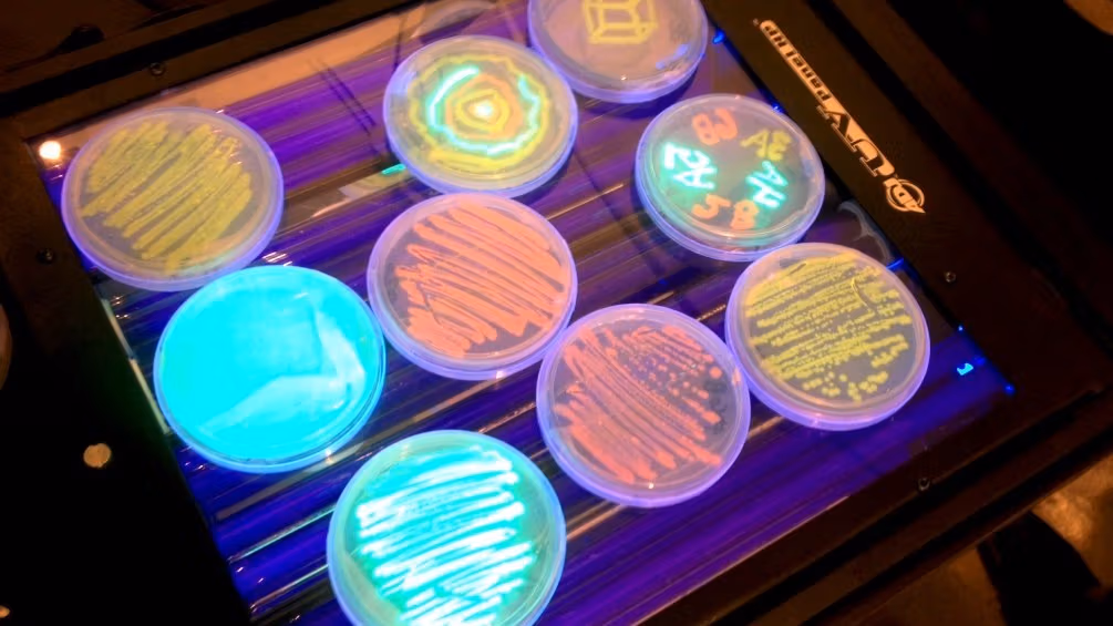Glowing Petri dishes on a Ultra Violet lamp.
