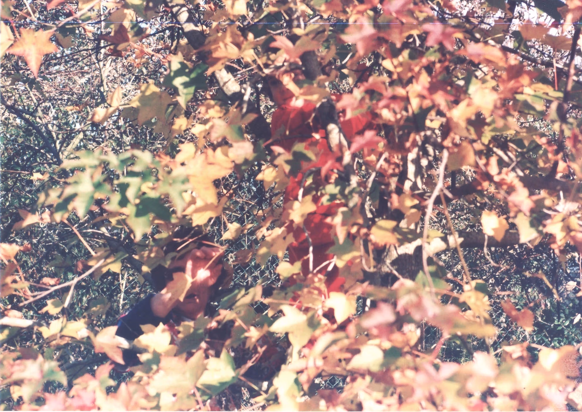 A close-up photo of green leaves on a tree, showcasing their texture and vibrant color against a blurred background.
