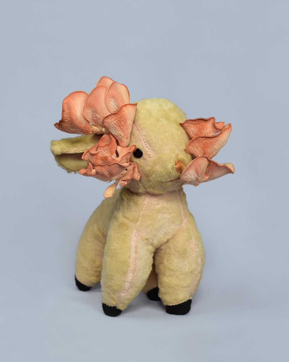 Theodora Eliezer, Lamb, 2019, from “The Nature of Things”