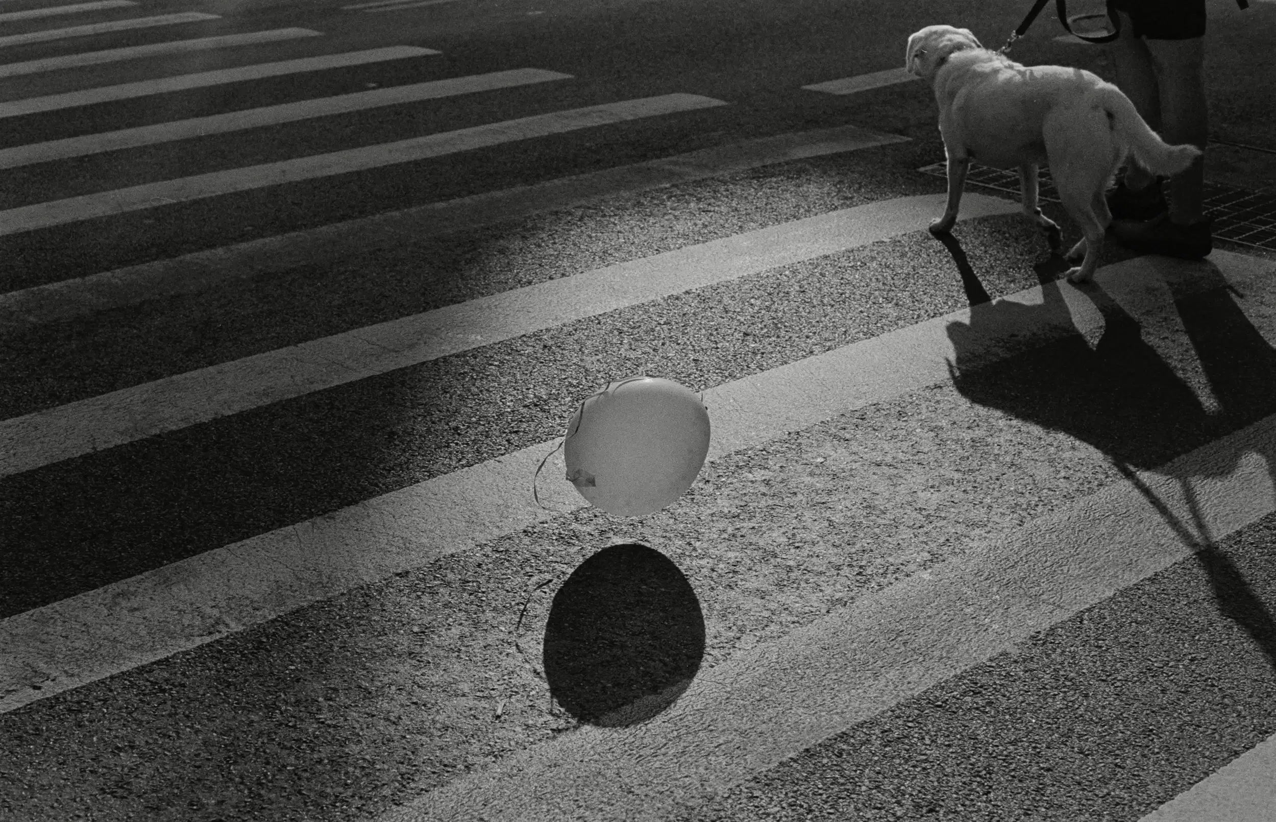 A balloon and its shadow rest on a pedestrian crossing, while a leashed dog walks away, casting its own elongated shadow.