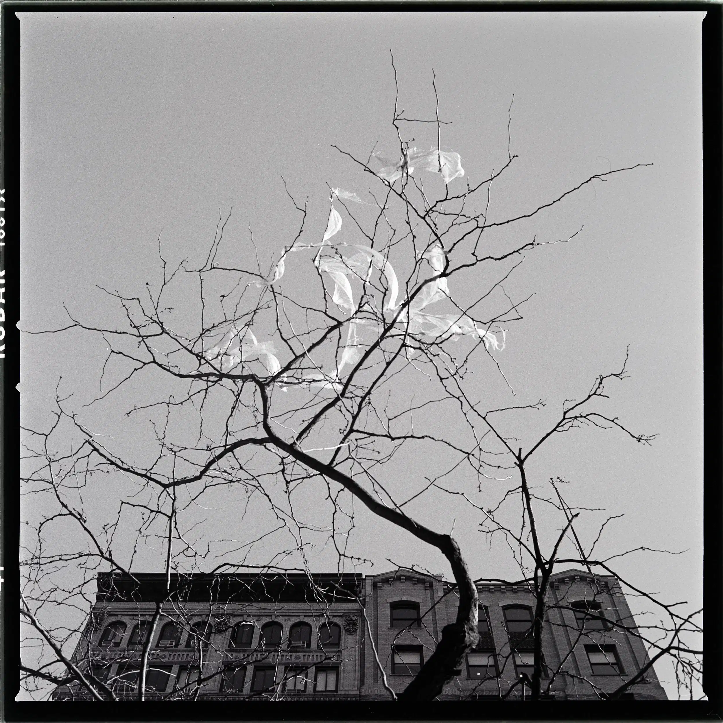 White plastic sheets flutter from winter-bare tree trunks; branches appear to sprout from the building behind.