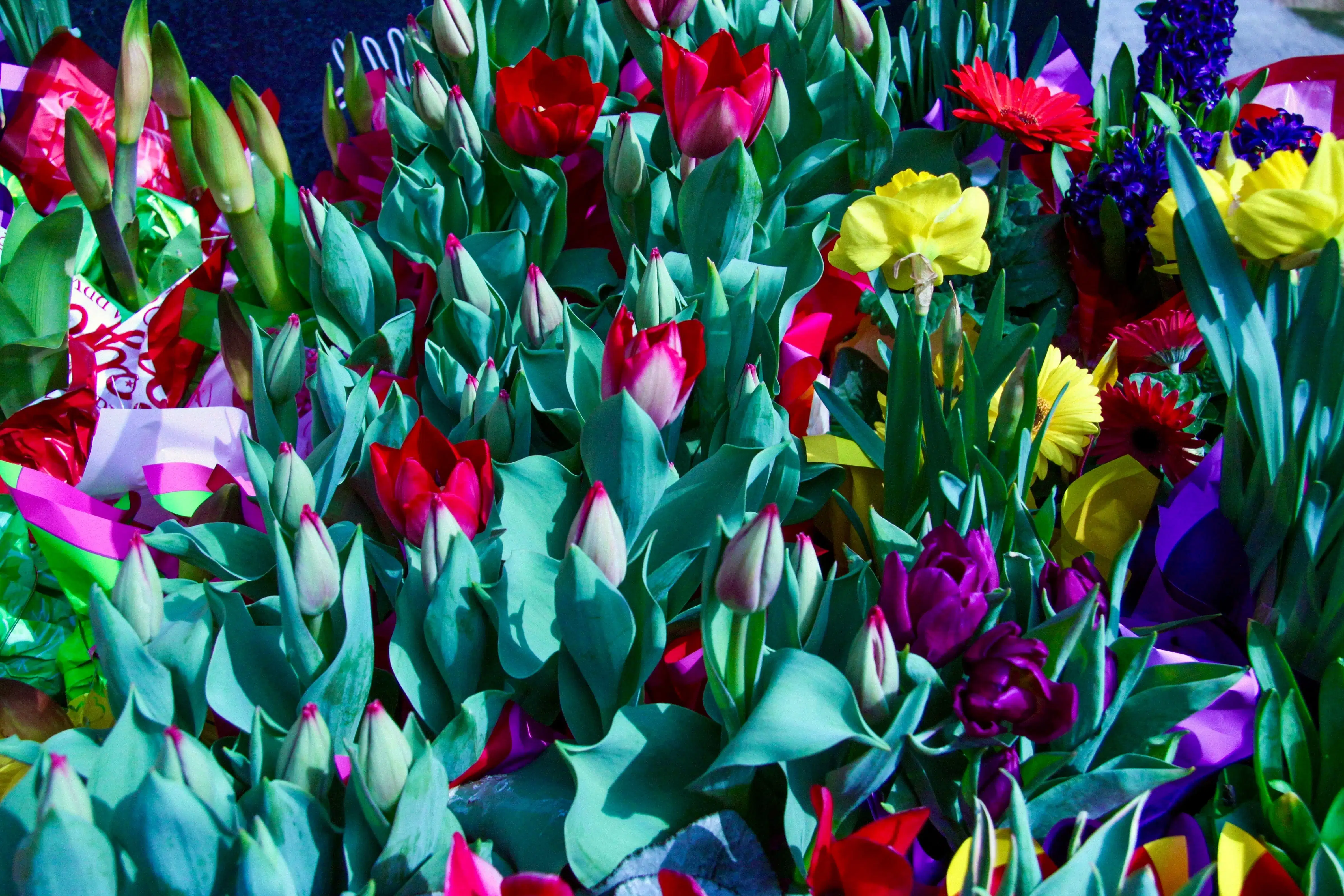 While the yellow flowers may have rich golden hues or brighter, sunnier tones, and the hot red standing out the, purple flourishes may be deep violet or gentle lavender. When combined, they produce a beautiful yet surprising sight that creates emotions of joy and peace.