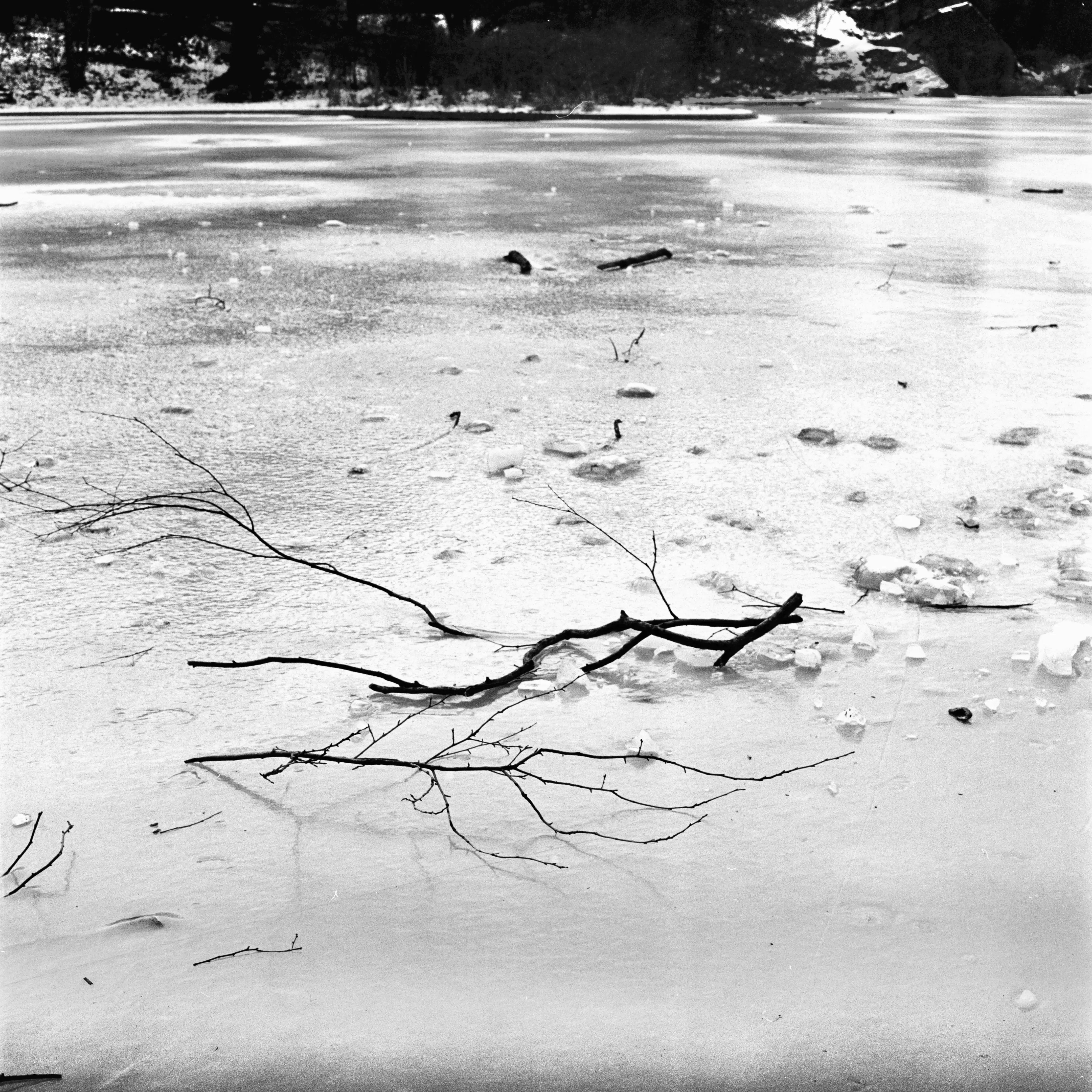 Ice and dead branches
