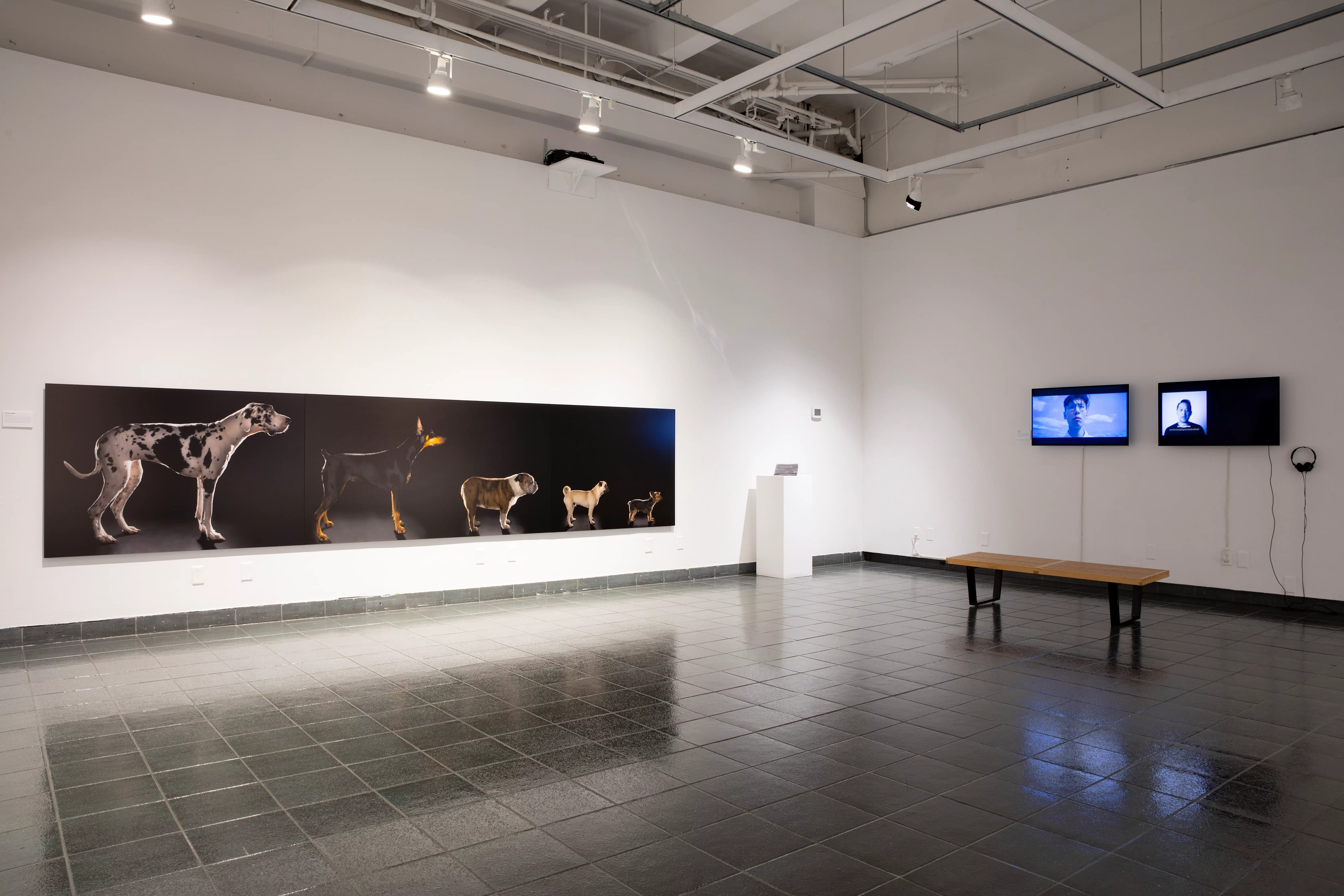 A photograph of the interior gallery for the Mesmeric Exhibition