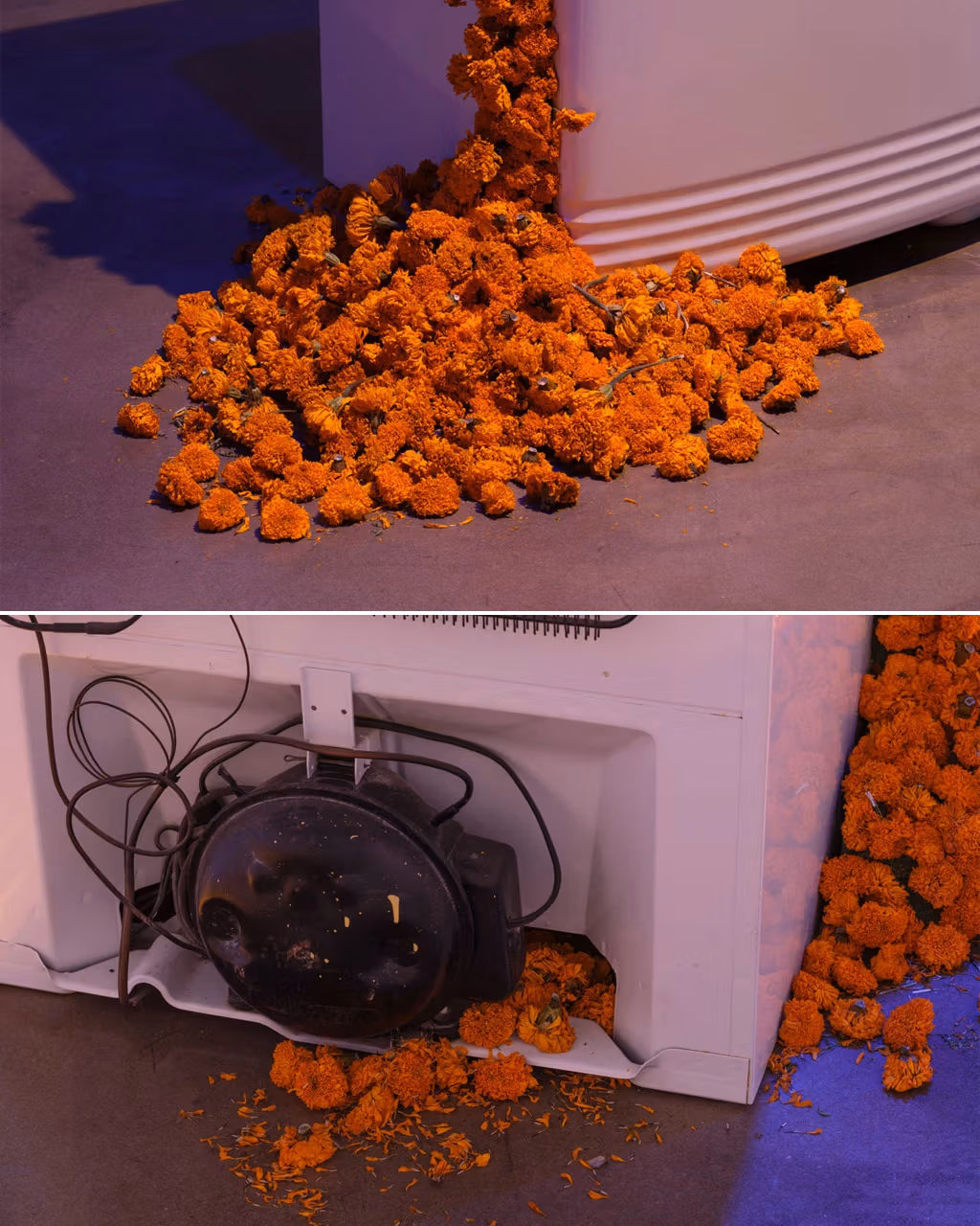 Two close up images of a refrigerator with a large amount of orange flowers bursting through its insides and scattering across the floor. 