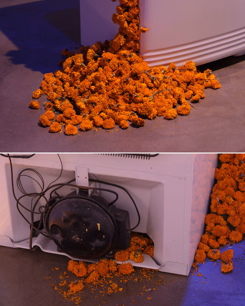 Two close up images of a refrigerator with a large amount of orange flowers bursting through its insides and scattering across the floor. 