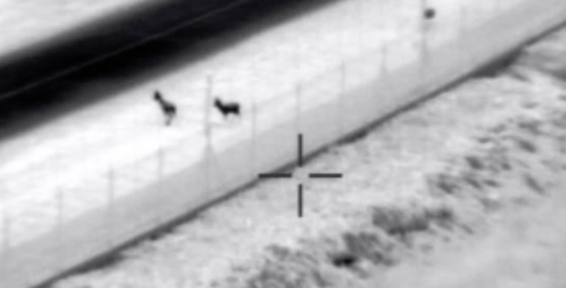 Two animals in the crosshairs.