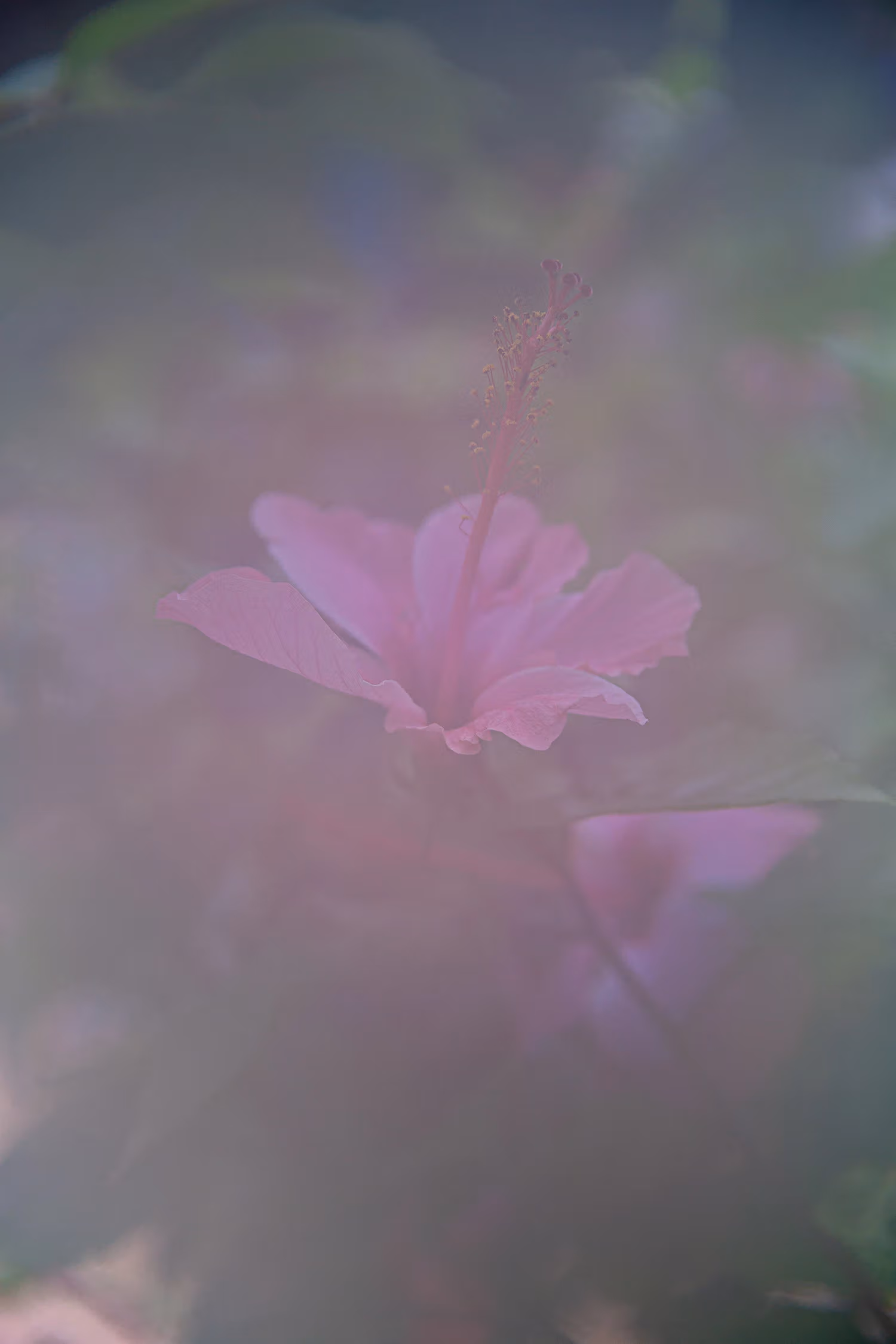Amidst the hazy mist, a pink flower nestled within the verdant leaves.