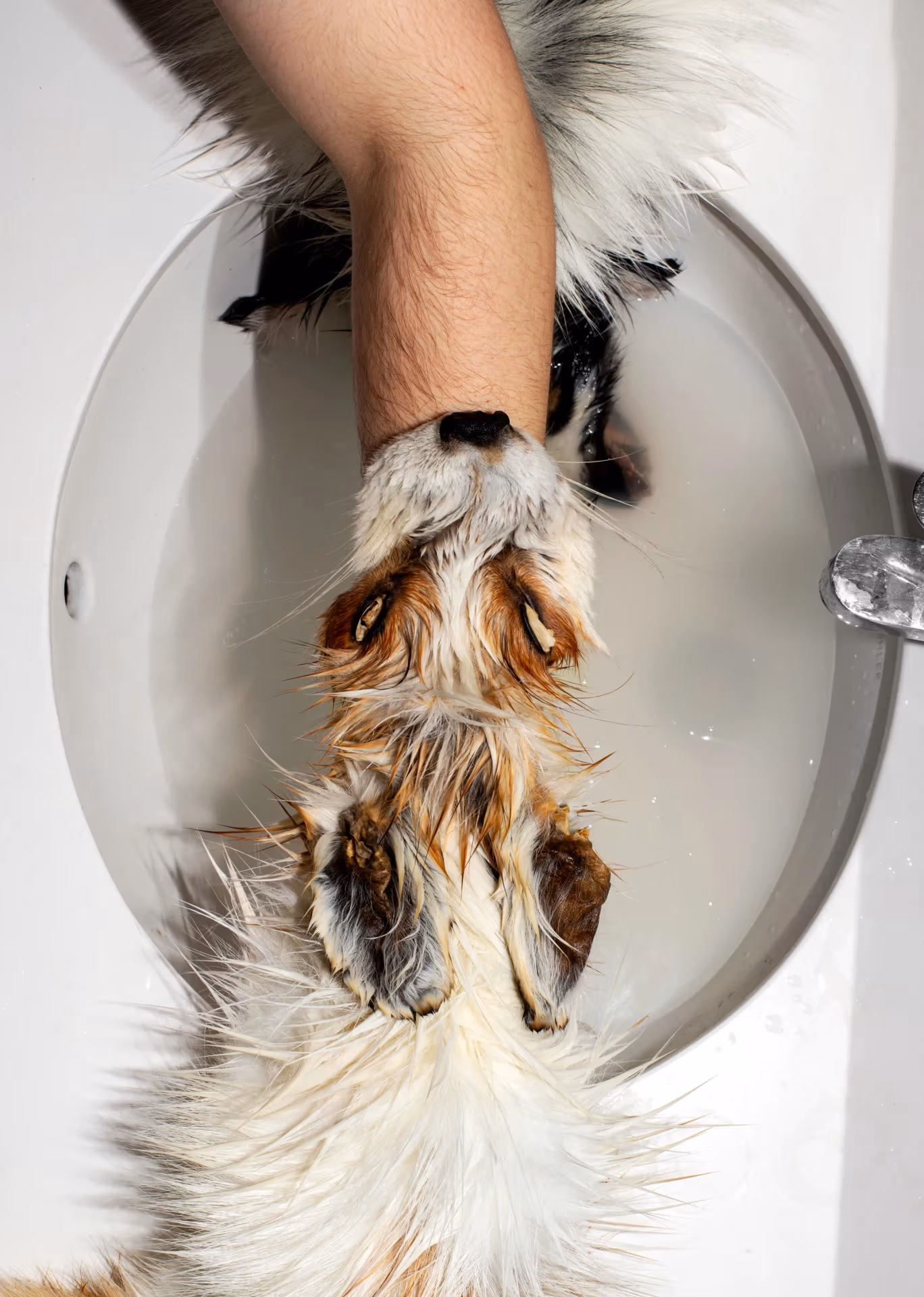 Taxidermist Cleans the inside of a fox skin in a dorm sink