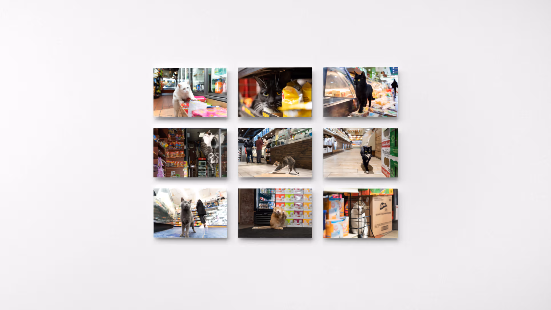 Photograph of nine color photographs printed on panels, in a 3 x 3 grid, each showing a bodega cat.