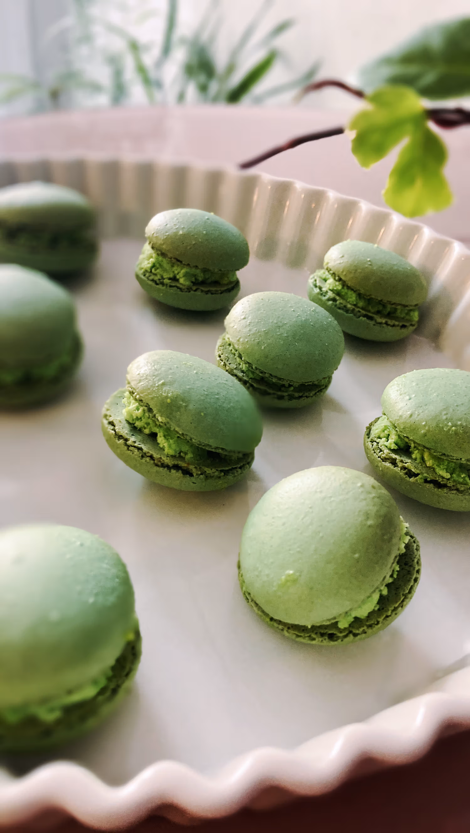 A color photograph of green macarons in a white ceramic platter with a scalloped edge.