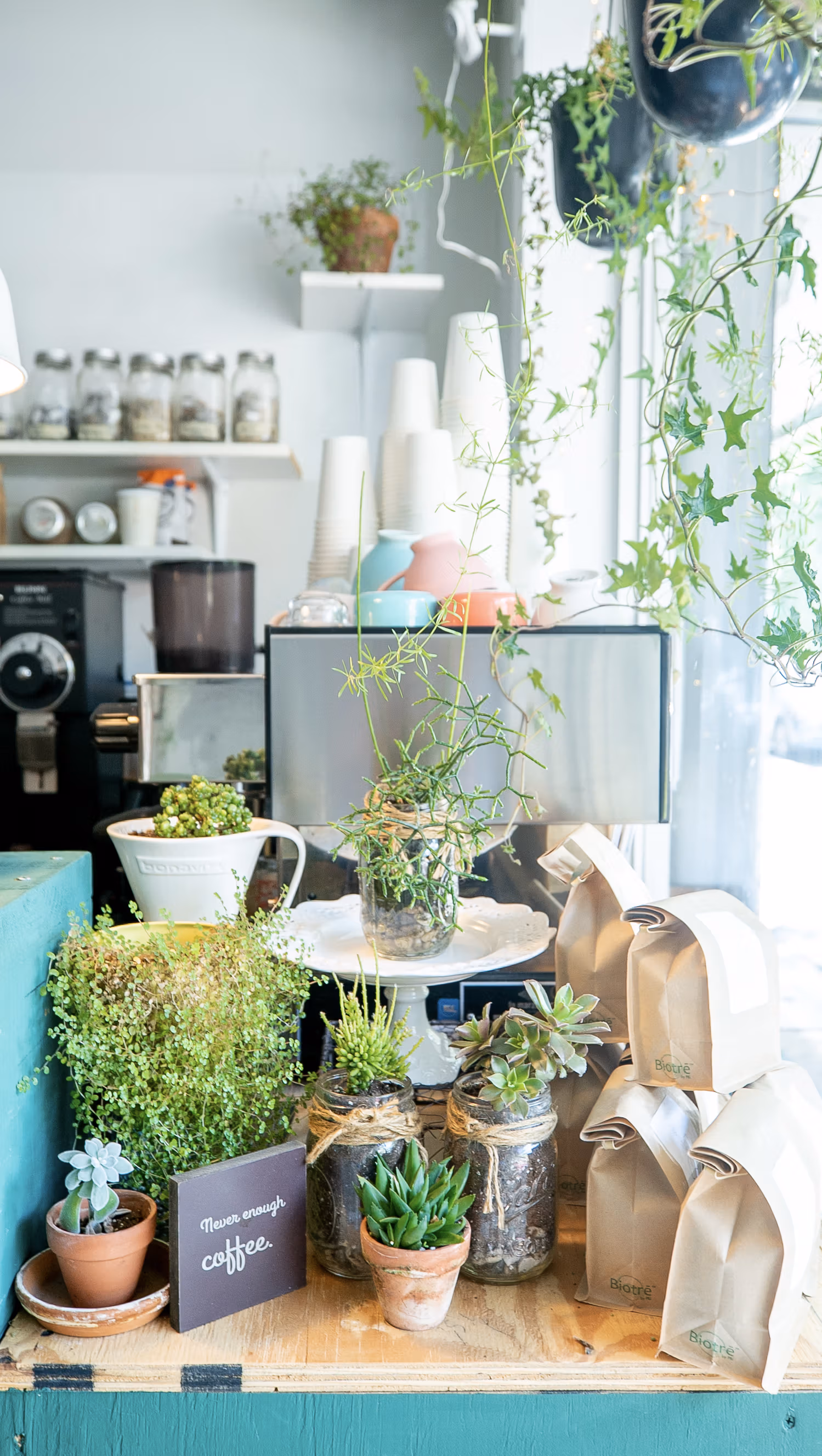 A color photograph of a cafe's interior, showing plants and coffee-making supplies and bags of coffee beans.