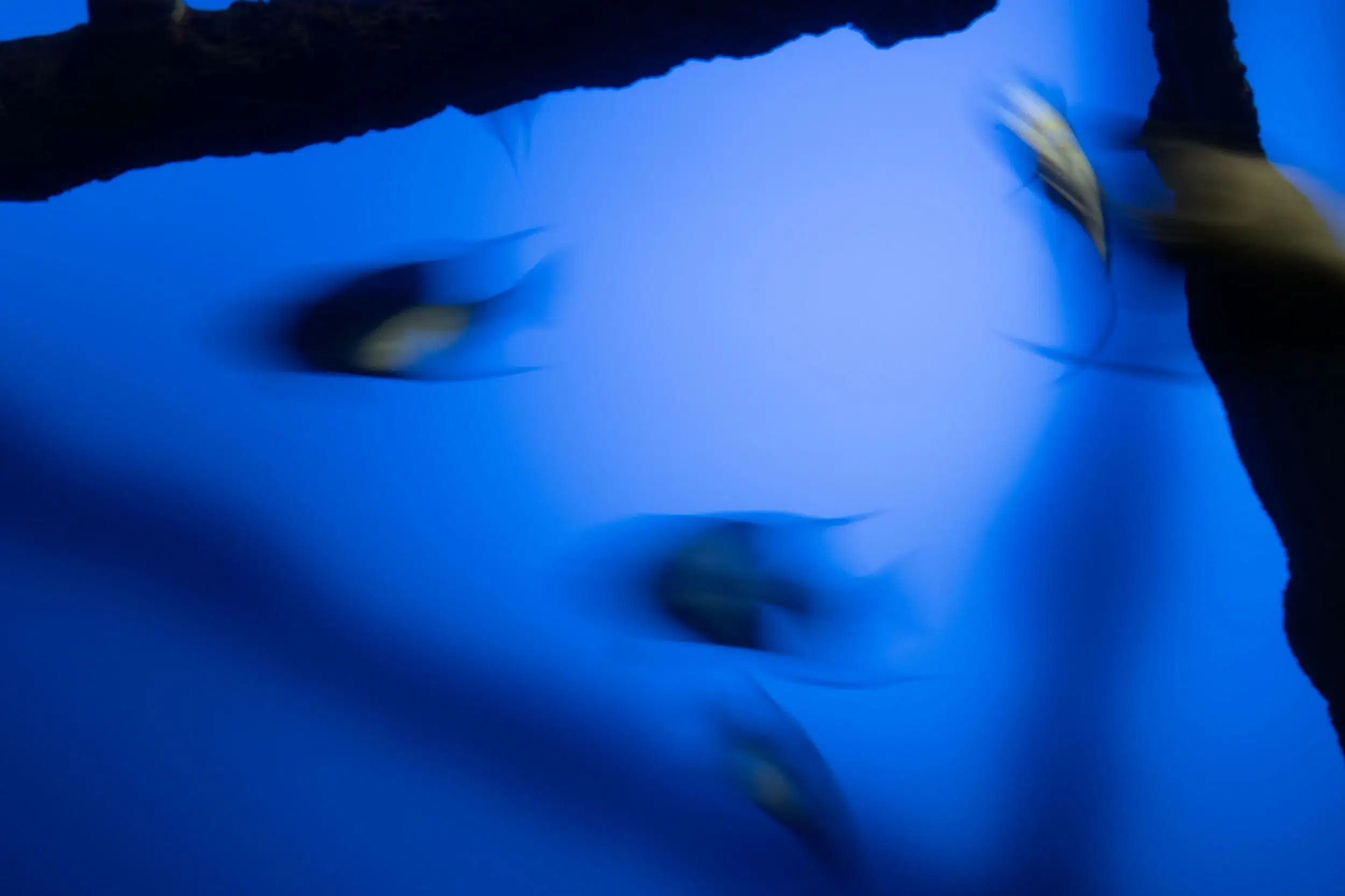 Fishes in the aquarium. The image is blurry.