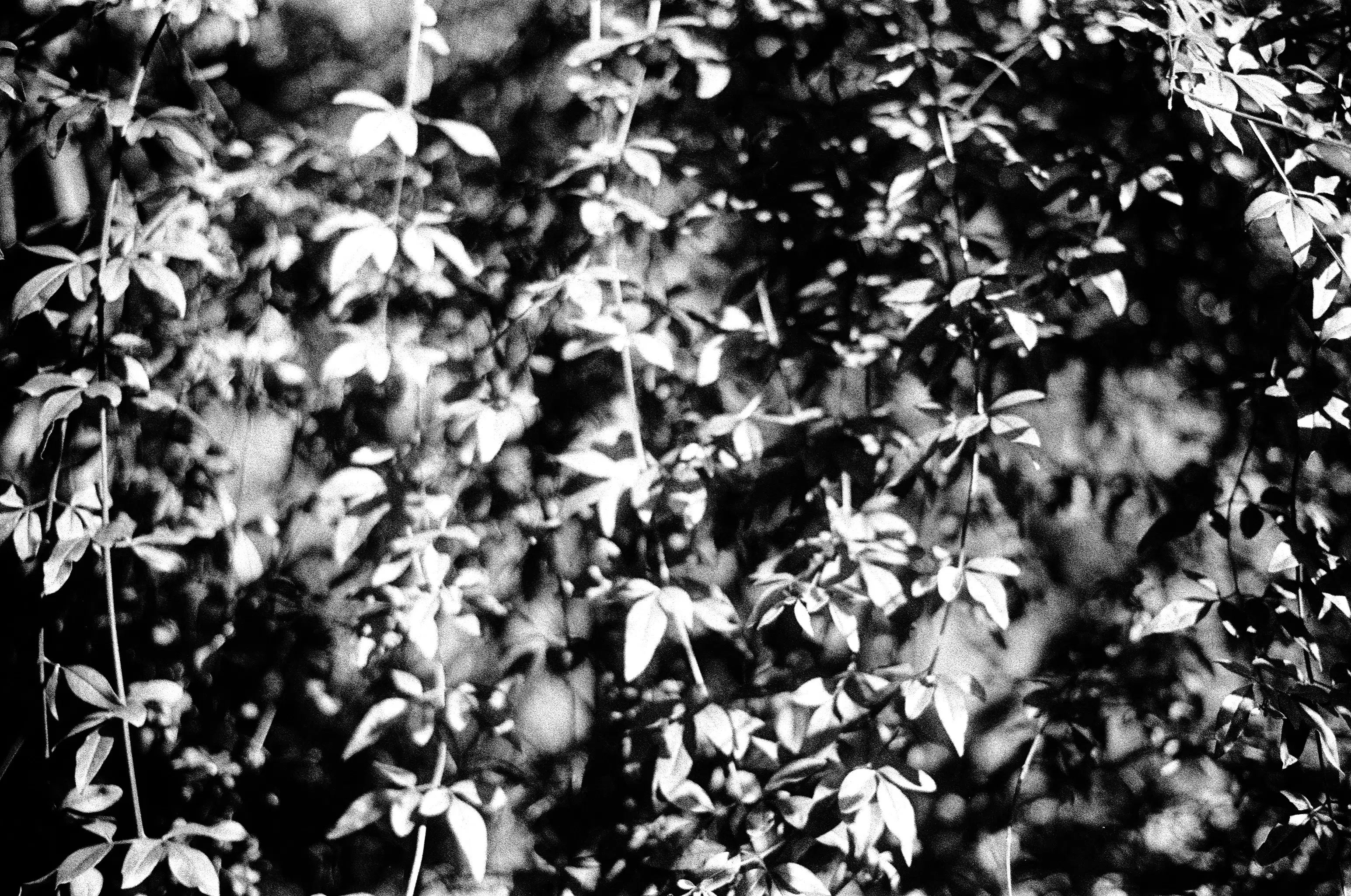 A black and white photo of foliage.