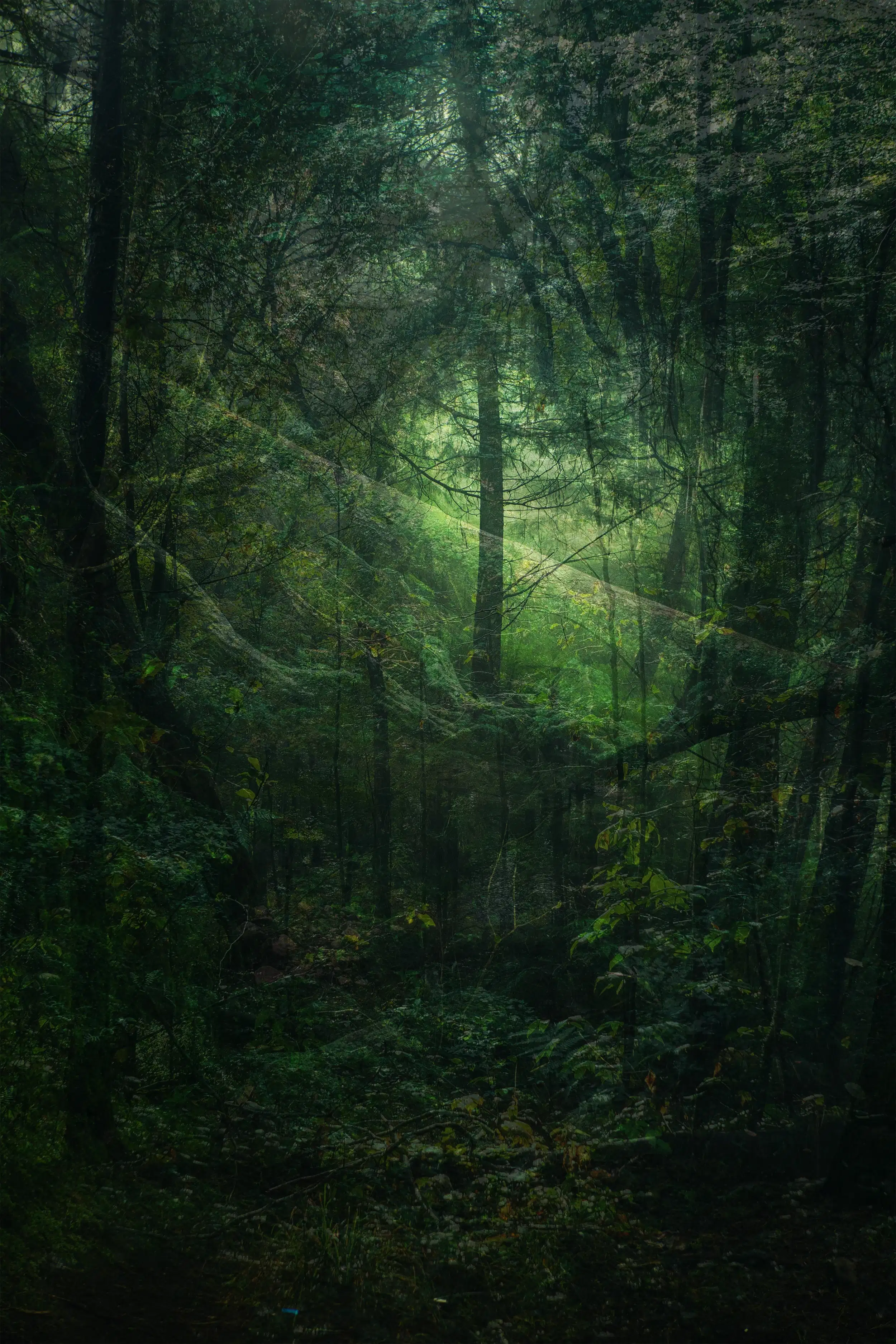 A collage work of different layers of forest.