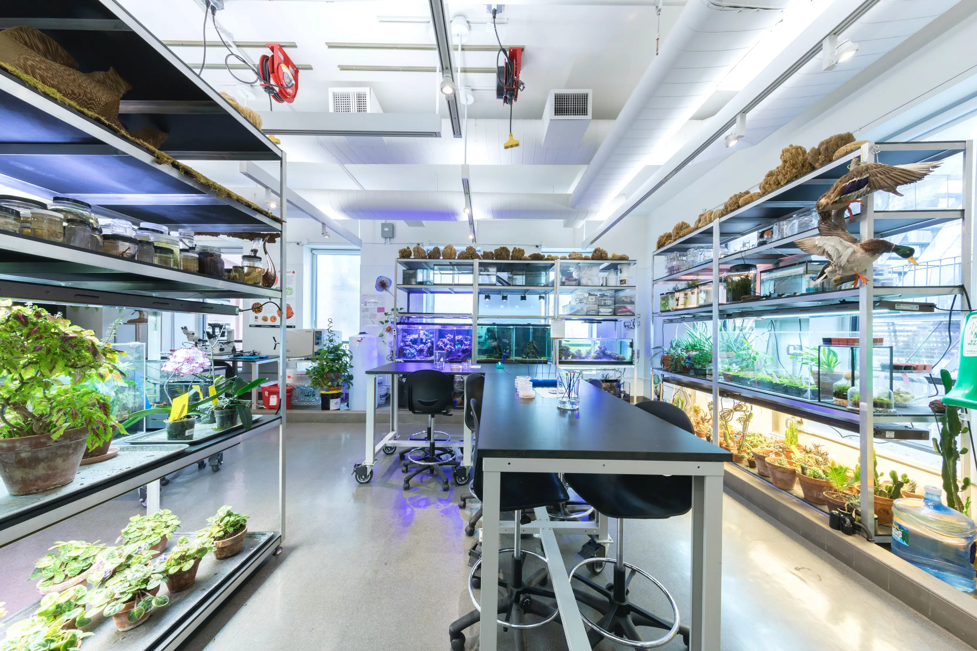 SVA ContinuEd Department Highlight: Bio Art Lab | School of Visual Arts ...