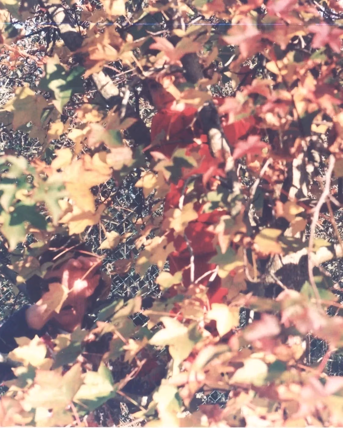 A close-up photo of green leaves on a tree, showcasing their texture and vibrant color against a blurred background.