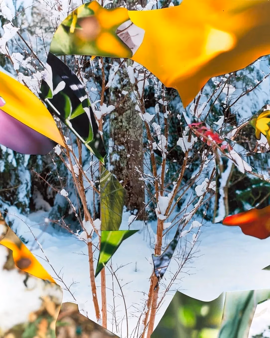 Superimposed photographic images of a landscape over several seasons.