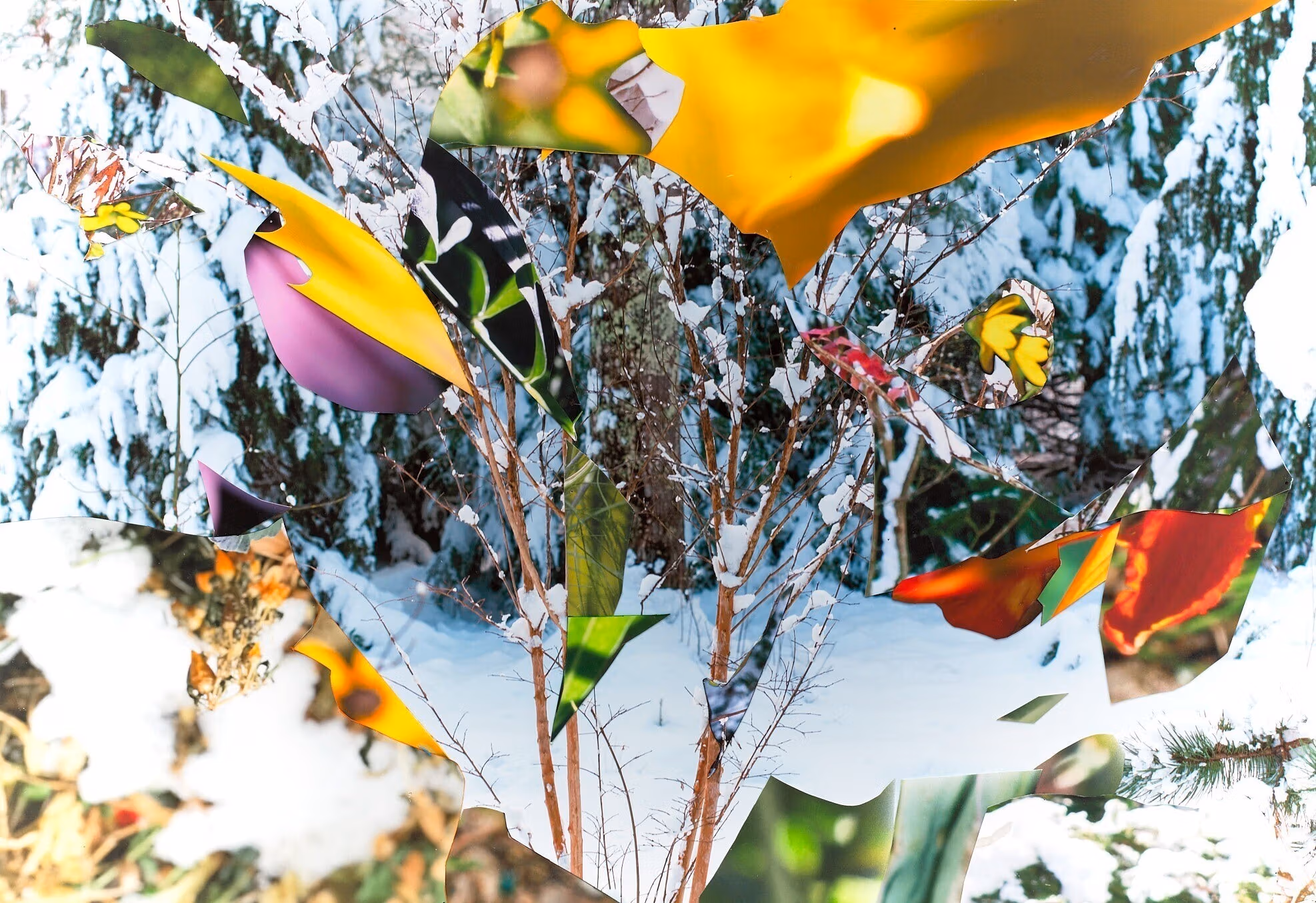 Superimposed photographic images of a landscape over several seasons.