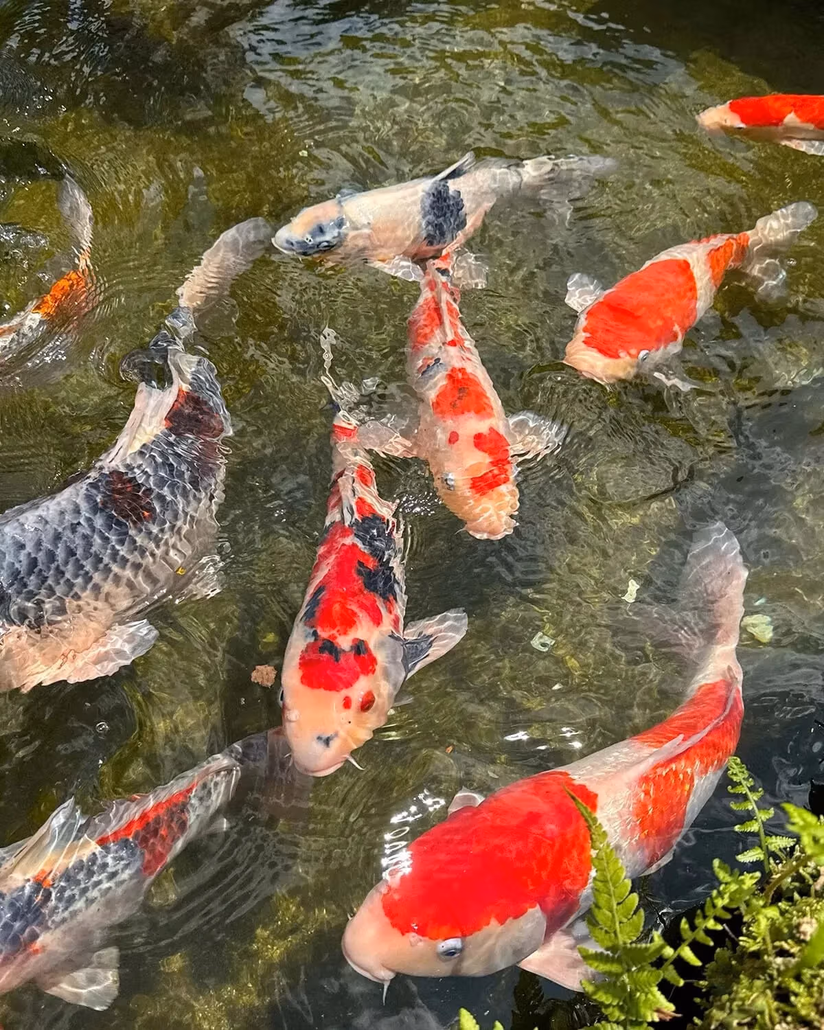 Bright and colorful Japanese koi fish swimming in a pond.