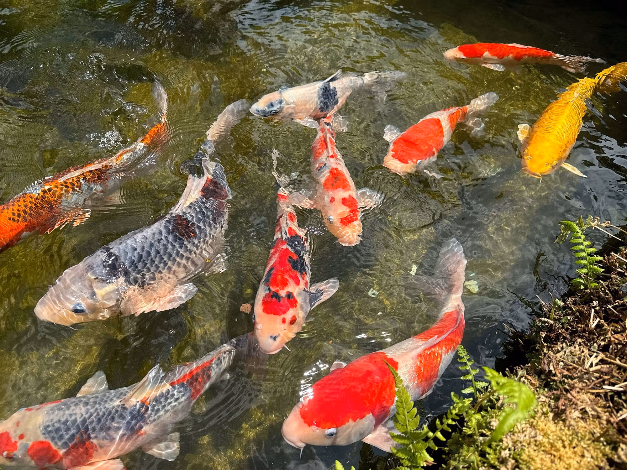 Bright and colorful Japanese koi fish swimming in a pond.