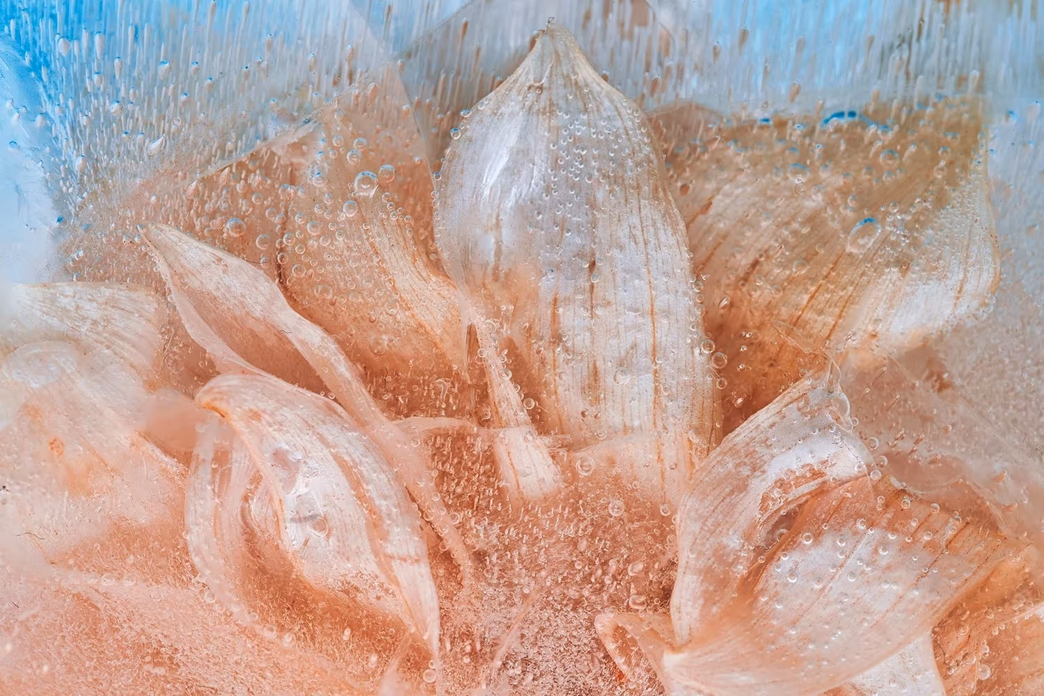 Image of a close up abstracted photo of a light orange flower submerged in ice.