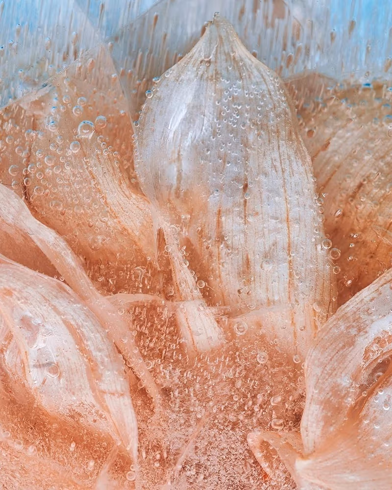 Image of a close up abstracted photo of a light orange flower submerged in ice.
