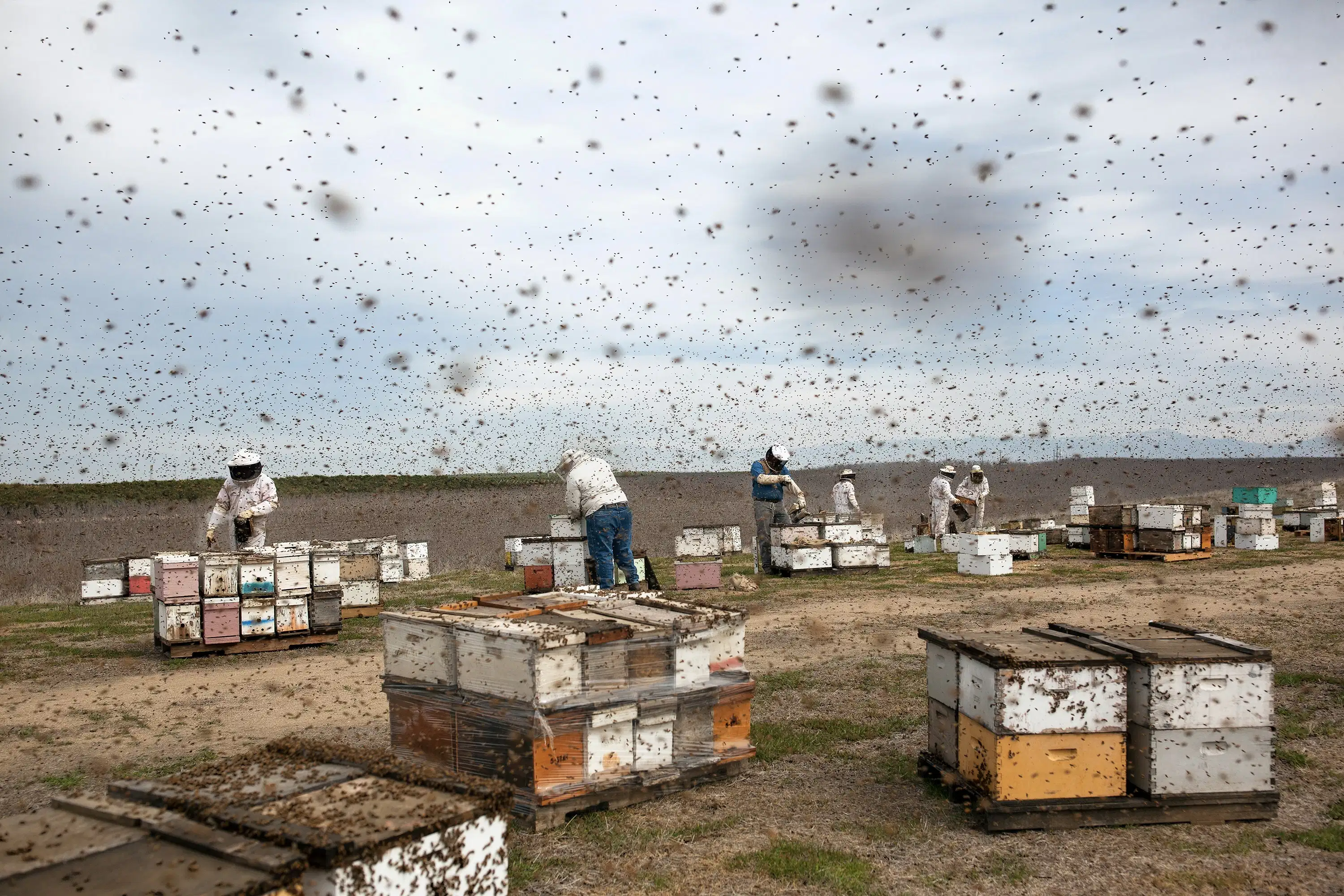 A photograph of beekeepers at work.