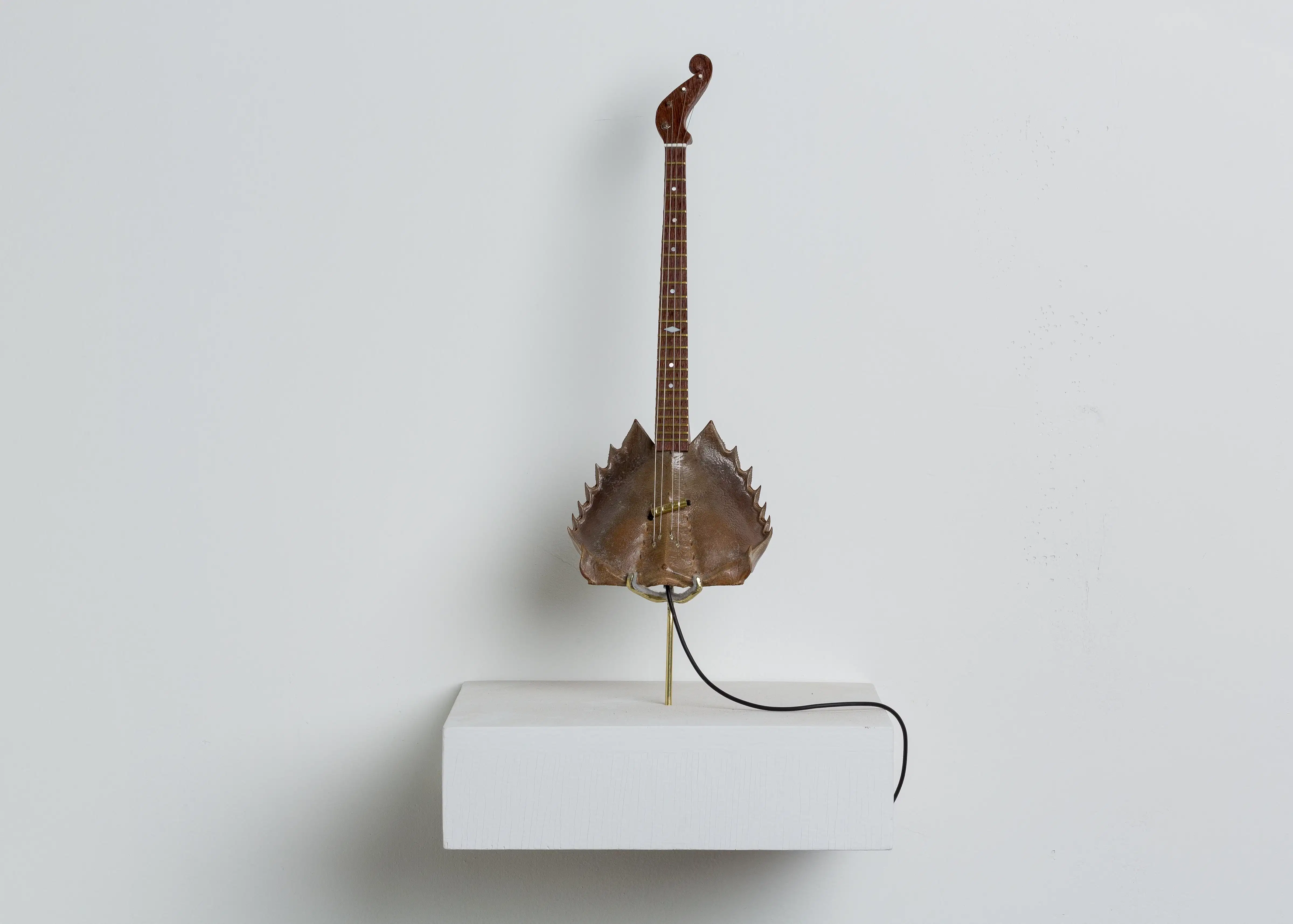 Horseshoe crab with an instrument handle attached to a white block