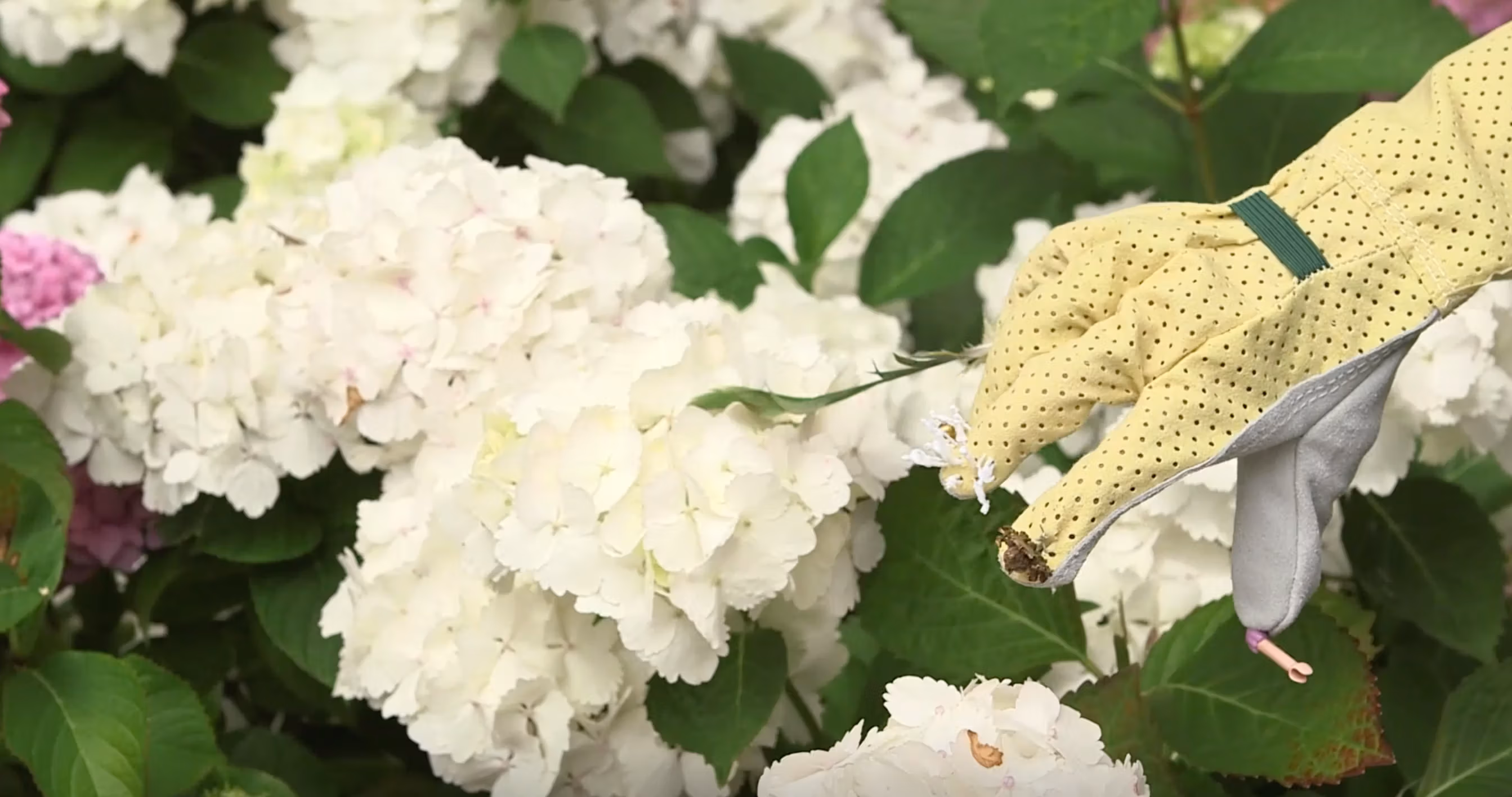 A hand in a garden glove reaches into a white hydrangea bush.
